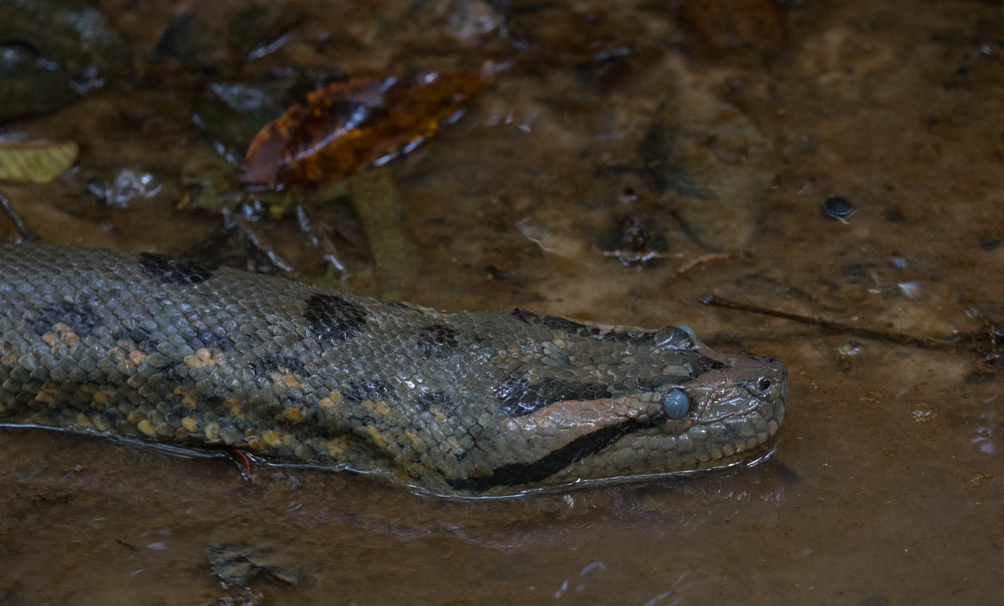 anaconda gumboots