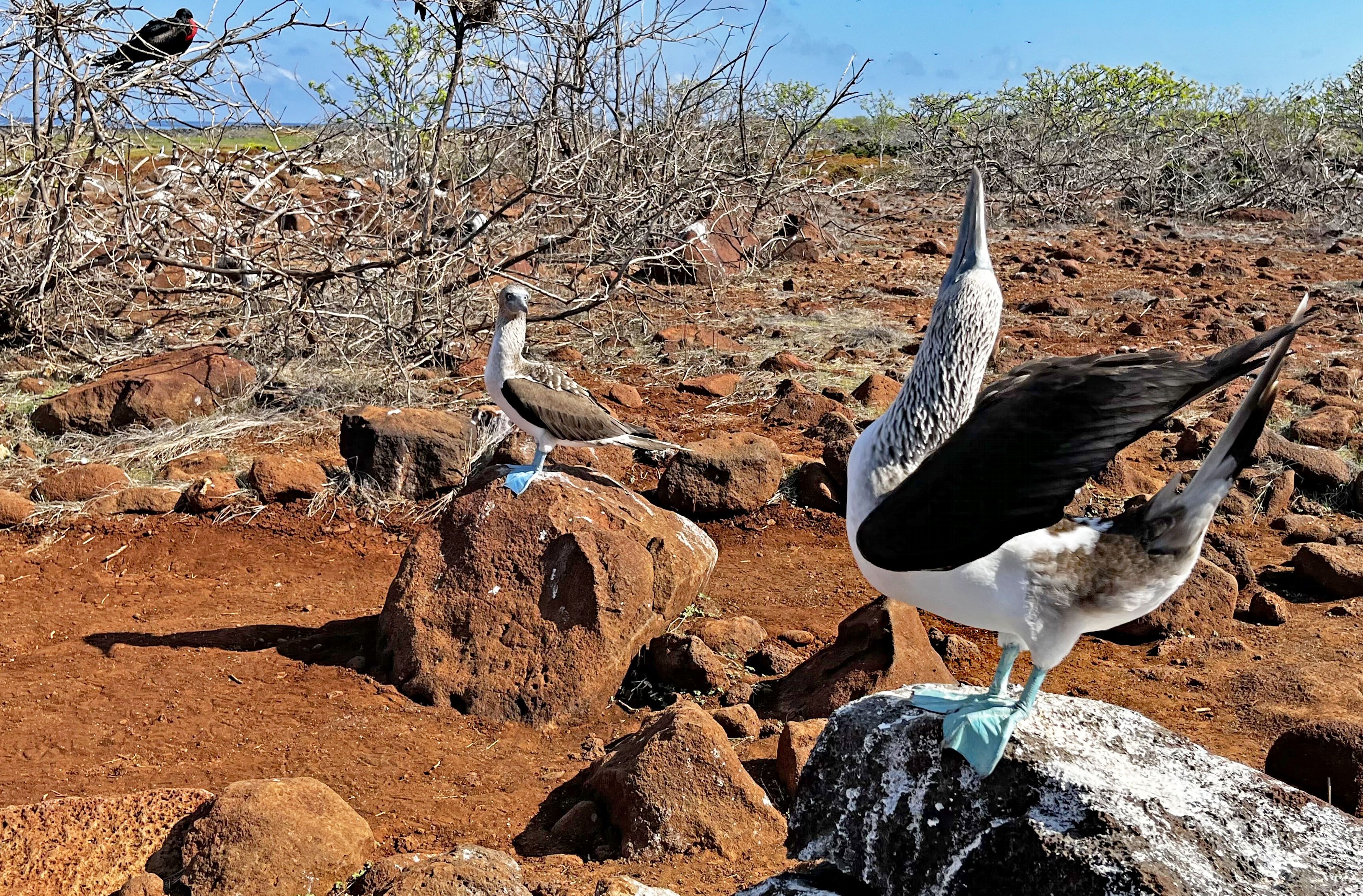 North Seymour And Rabida Islands National Geographic