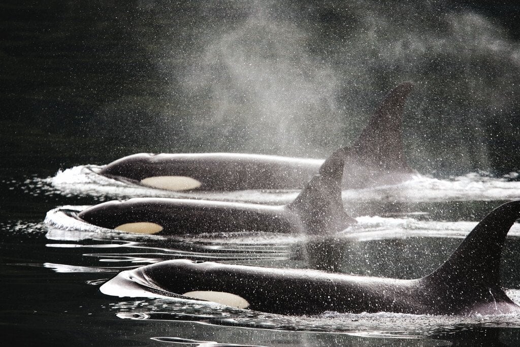 Southern Resident Killer Whales Unique Icons Of The Pacific Northwest