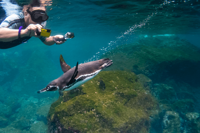 galapagos-aboard-national-geographic-endeavour-ii-expedition-cruises