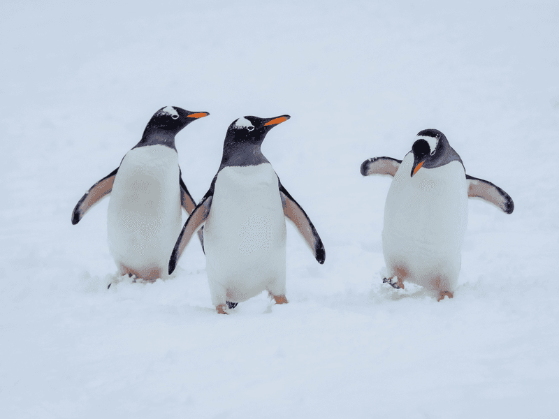 Antarctica thumbnail image