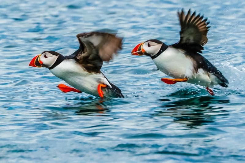 Iceland thumbnail image