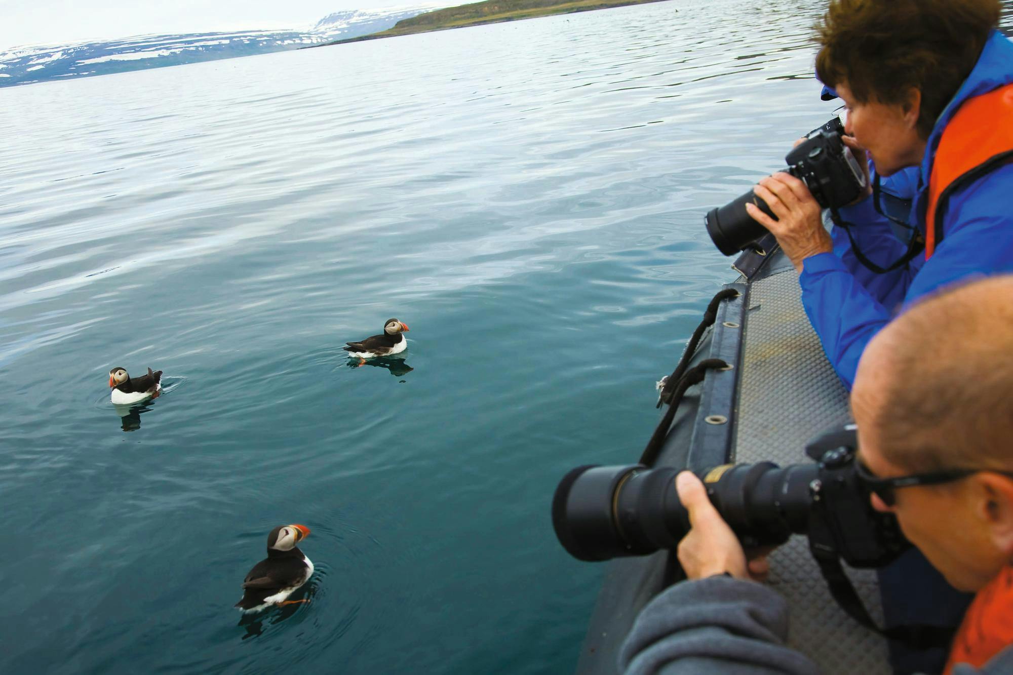 Guests photographing Puffins in Iceland