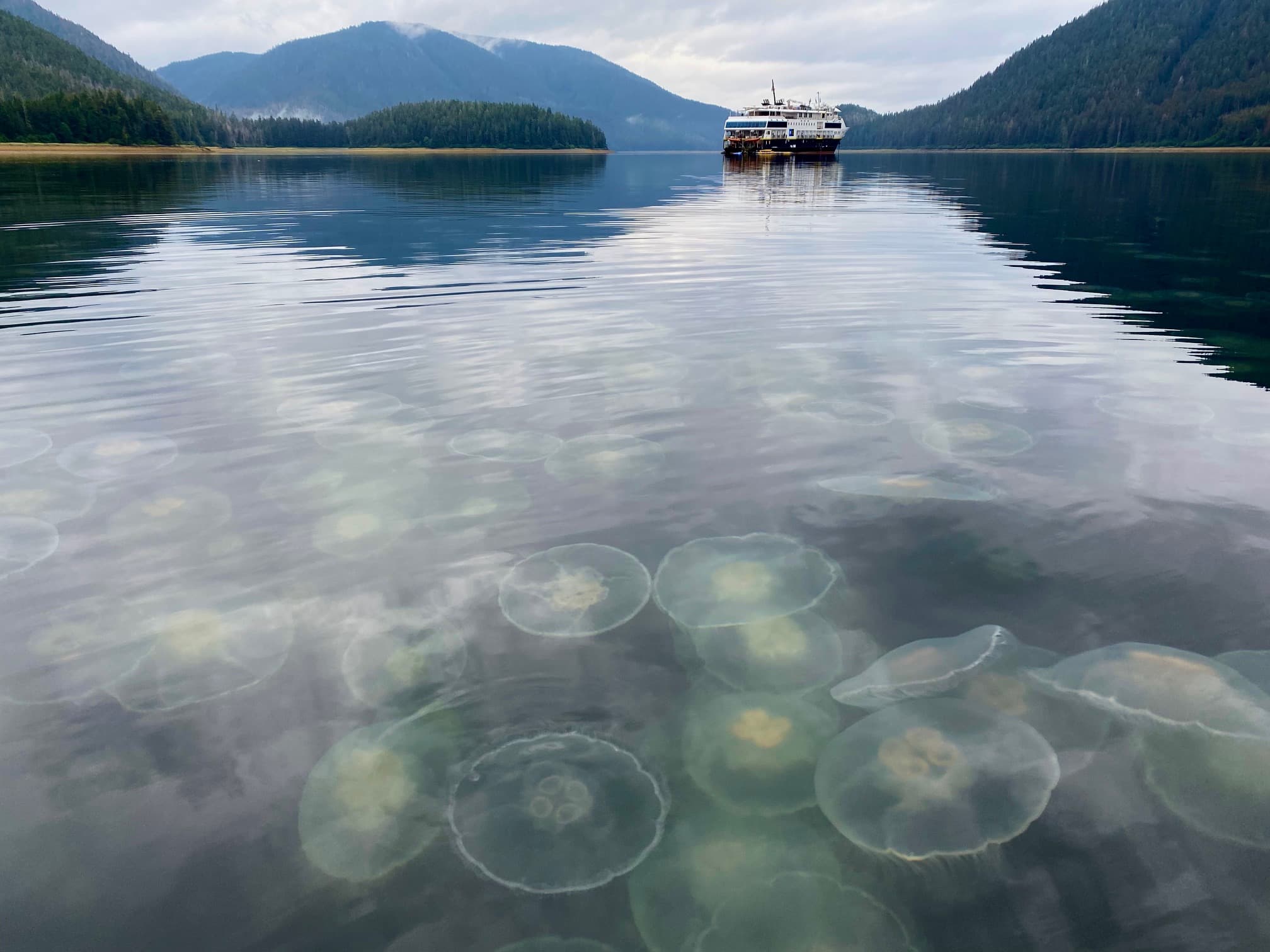 Moon Jellies Above and Below.jpeg