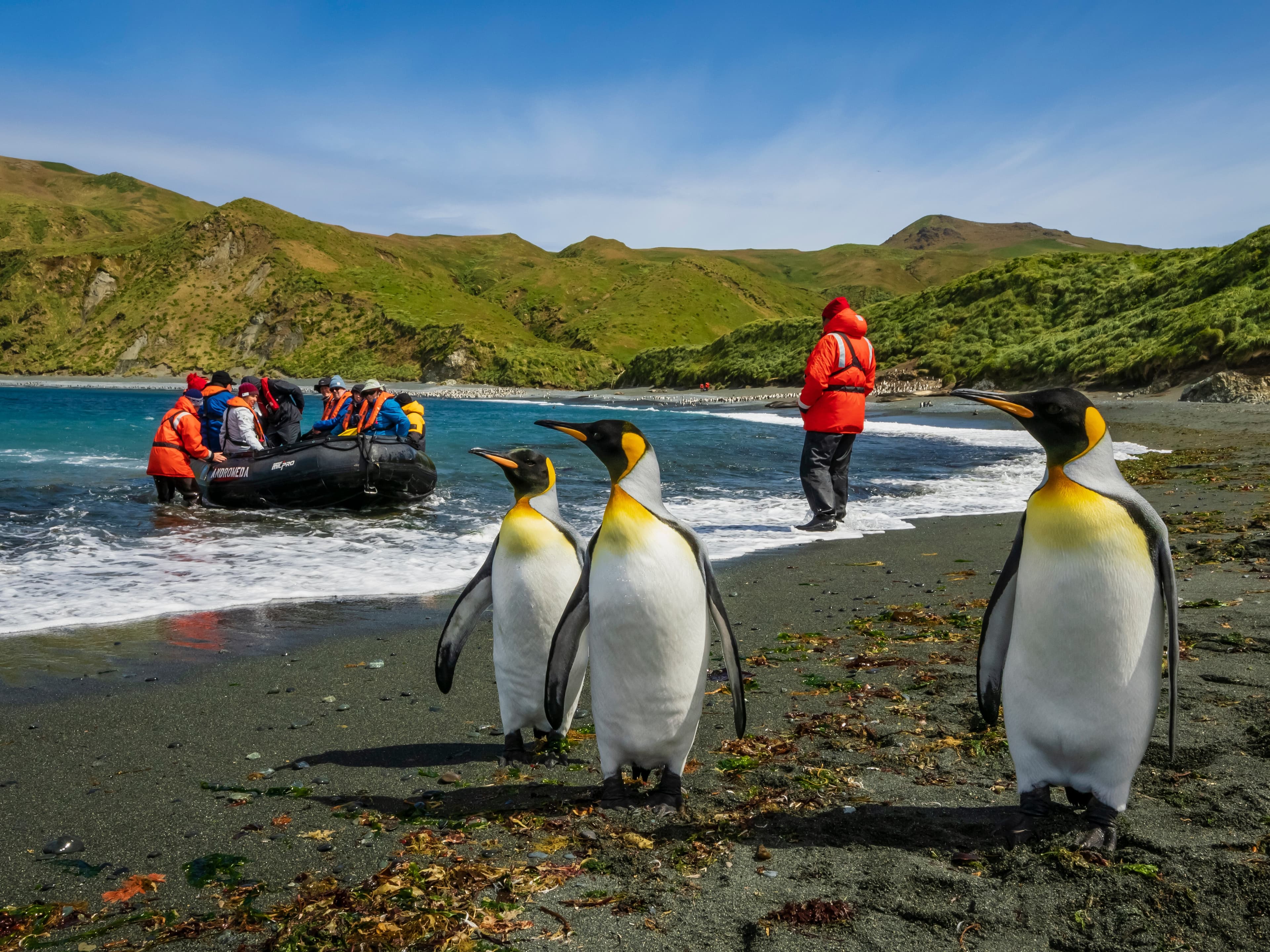 Hero Image Large RGB-Lindblad Expeditions-Australia Macquarie Island AUS23_19096 (1).jpg