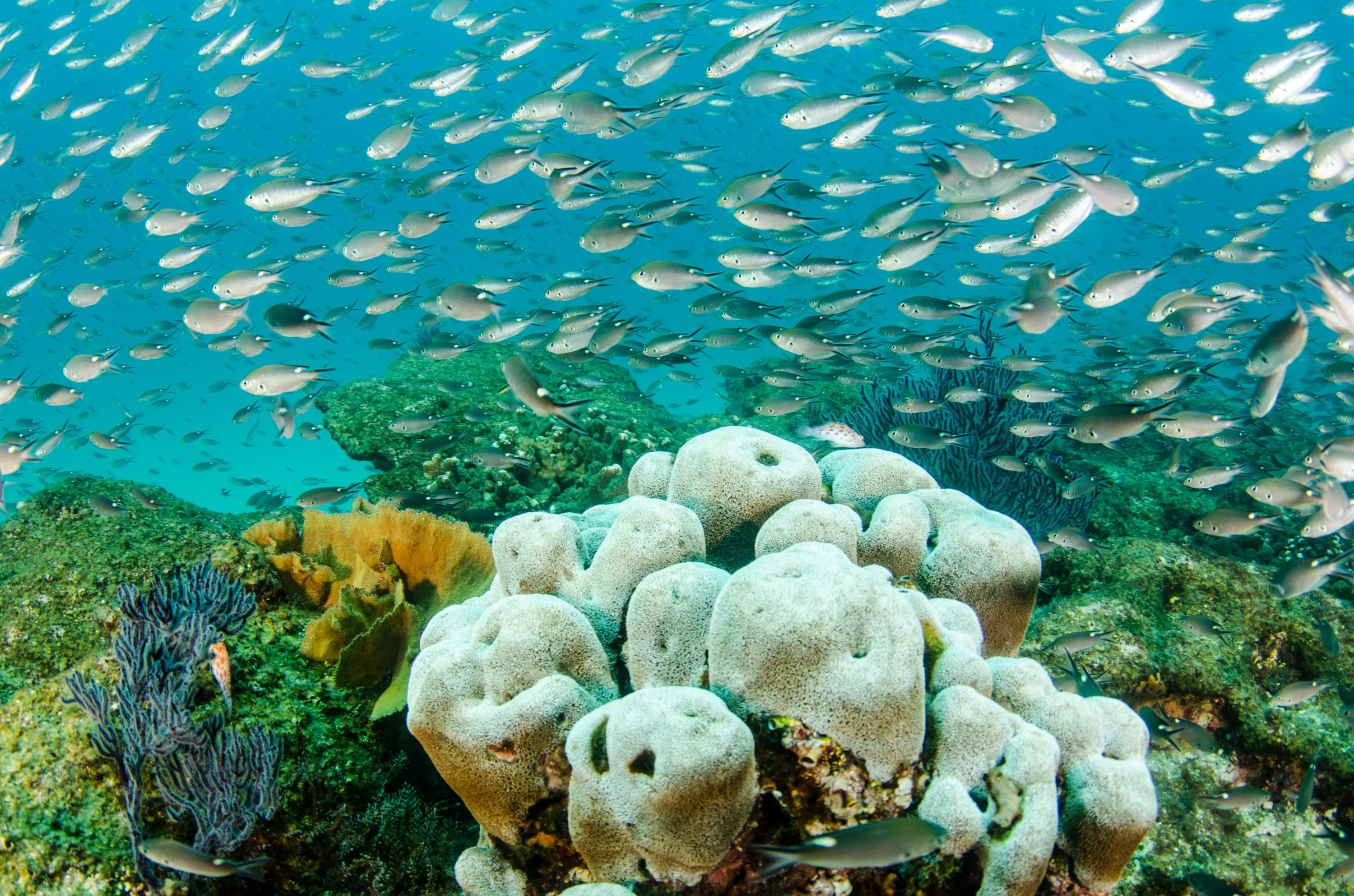 Cabo Pulmo Hard Coral Reef.jpg