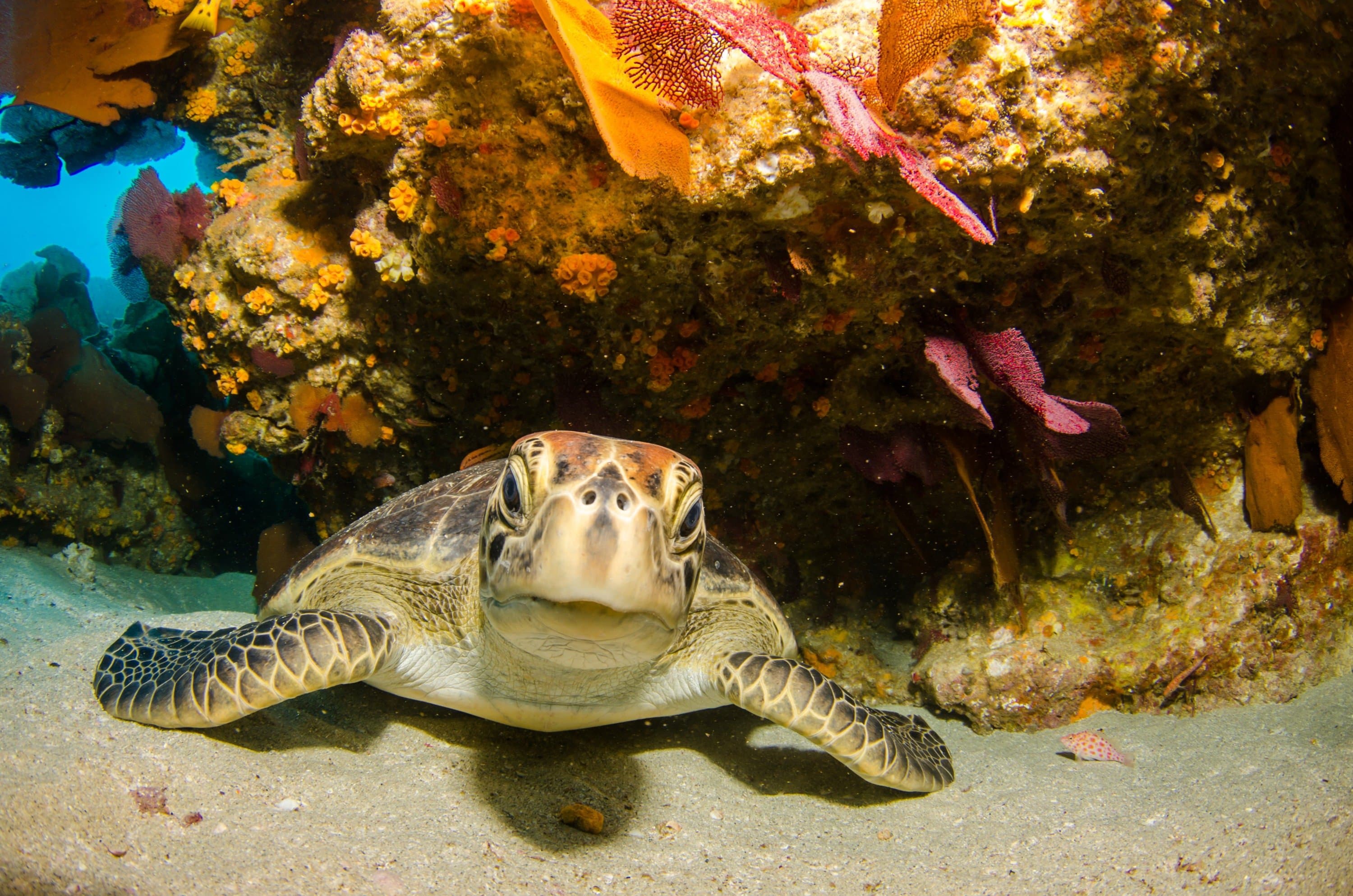 Sea Turtle in reef at Cabo Pulmo.jpg