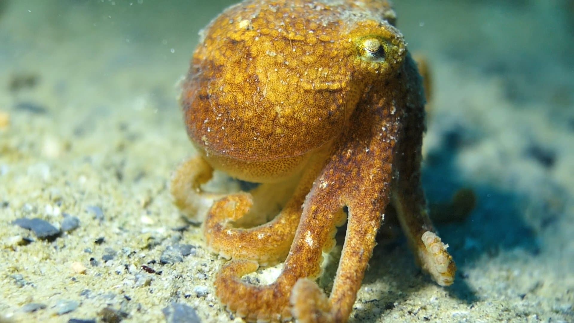 Reef Octopus C West.jpg