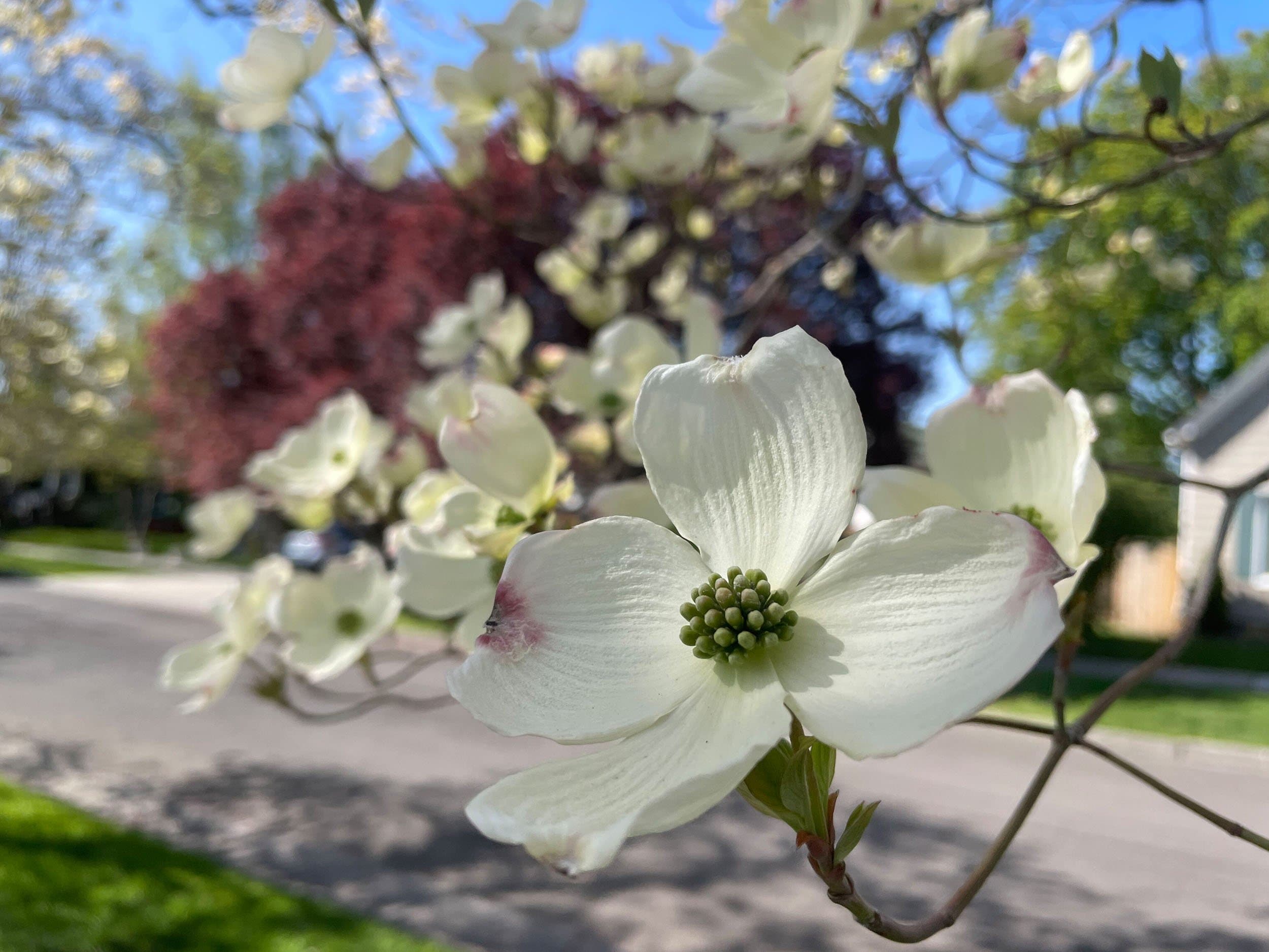 crabapple blossom