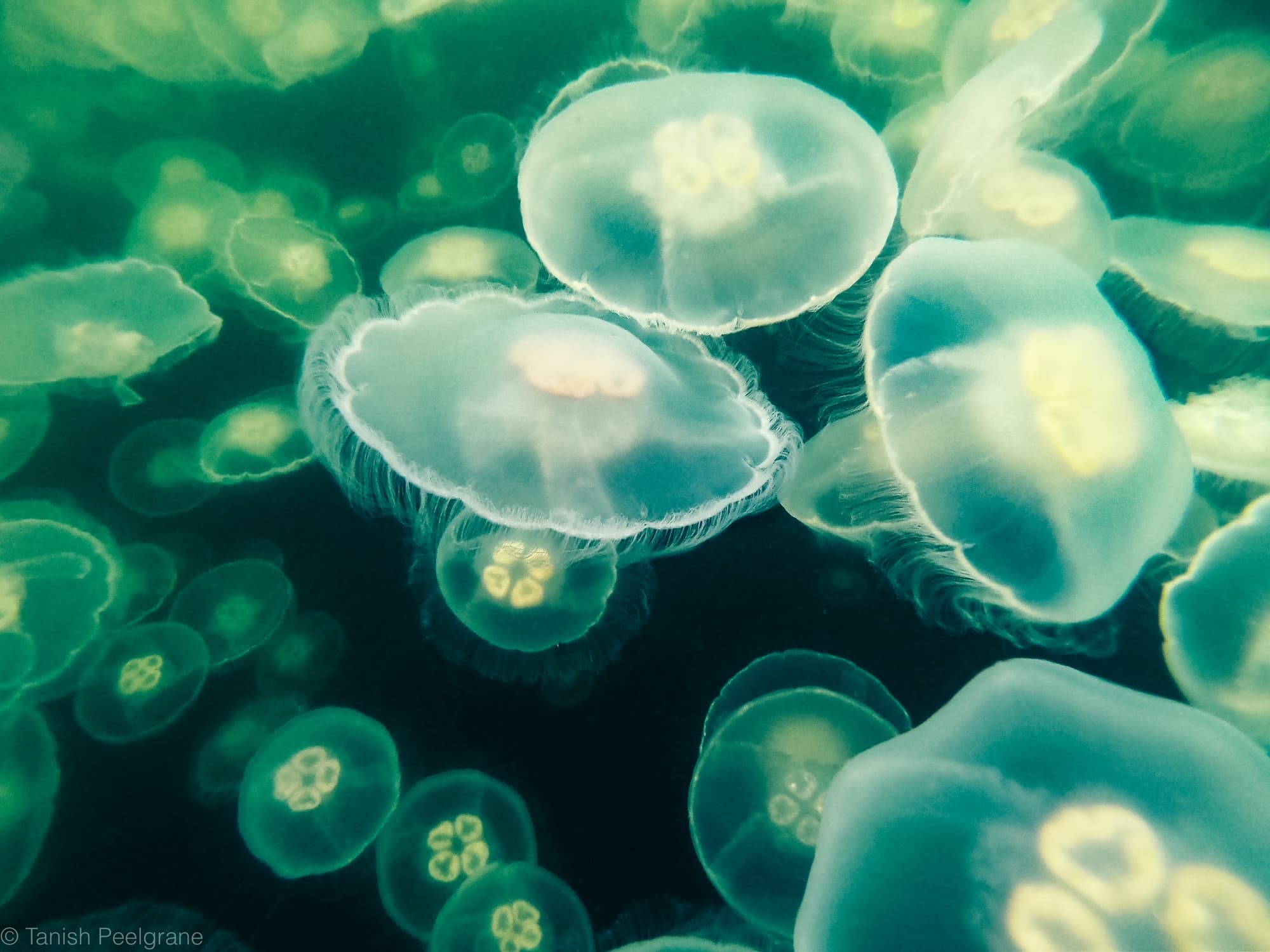 Hero Image Moon Jelly Fish 2.jpeg