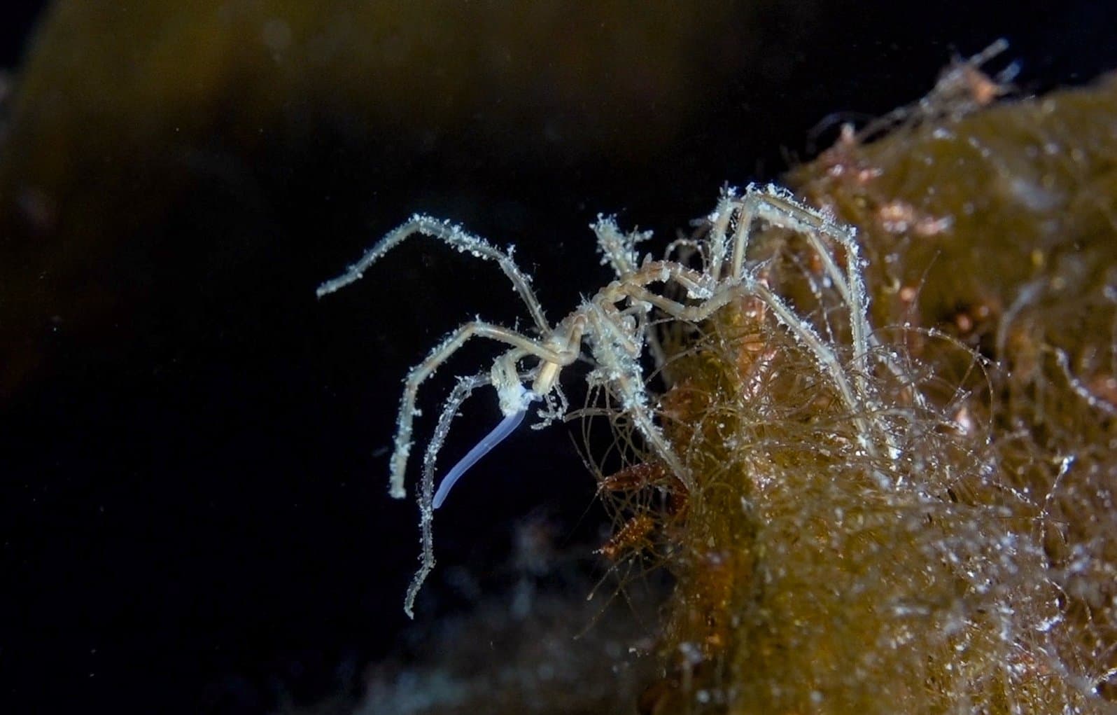 Sea Spider by Shaylyn.jpg