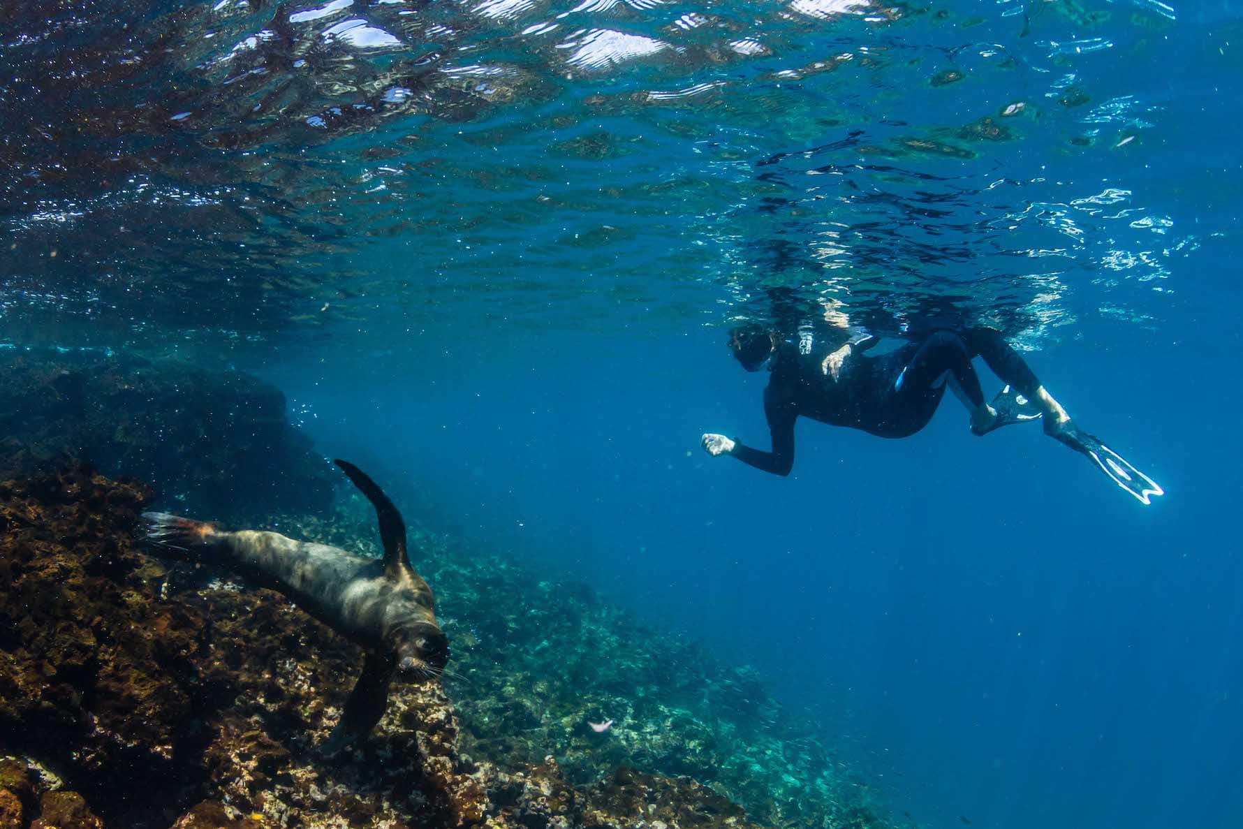 Snorkeler with sea lion Galapagos.jpg