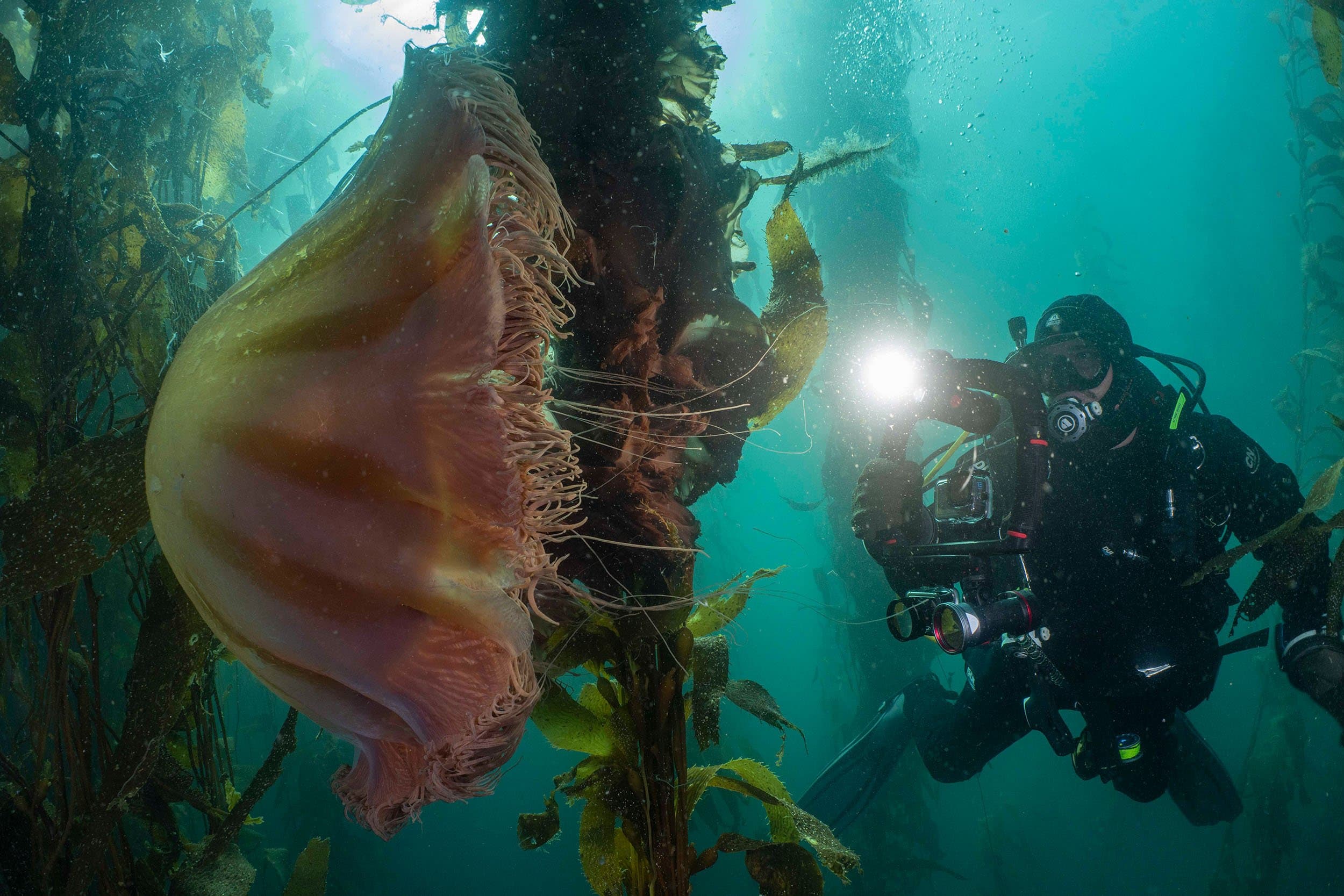 a diver next to a very large jellyfish