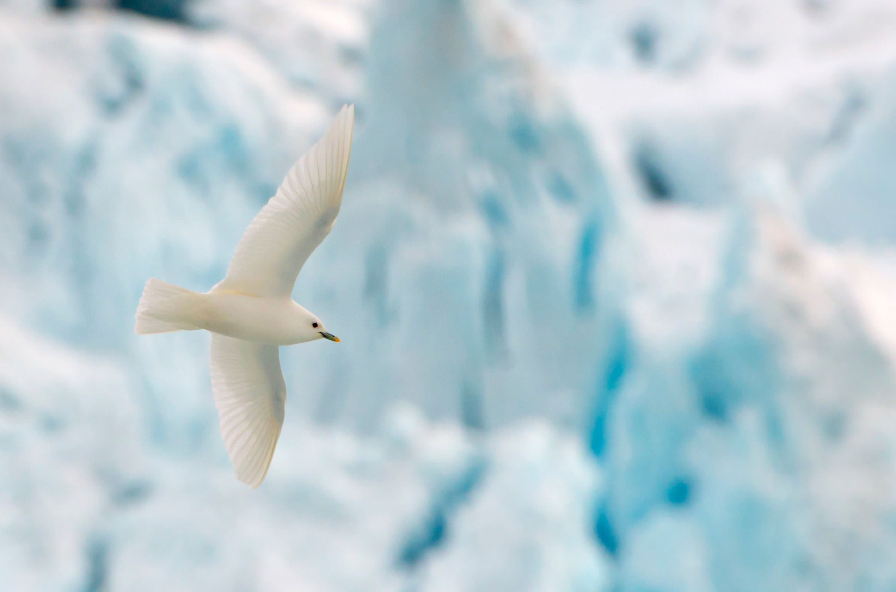 Ivory Gull.jpg