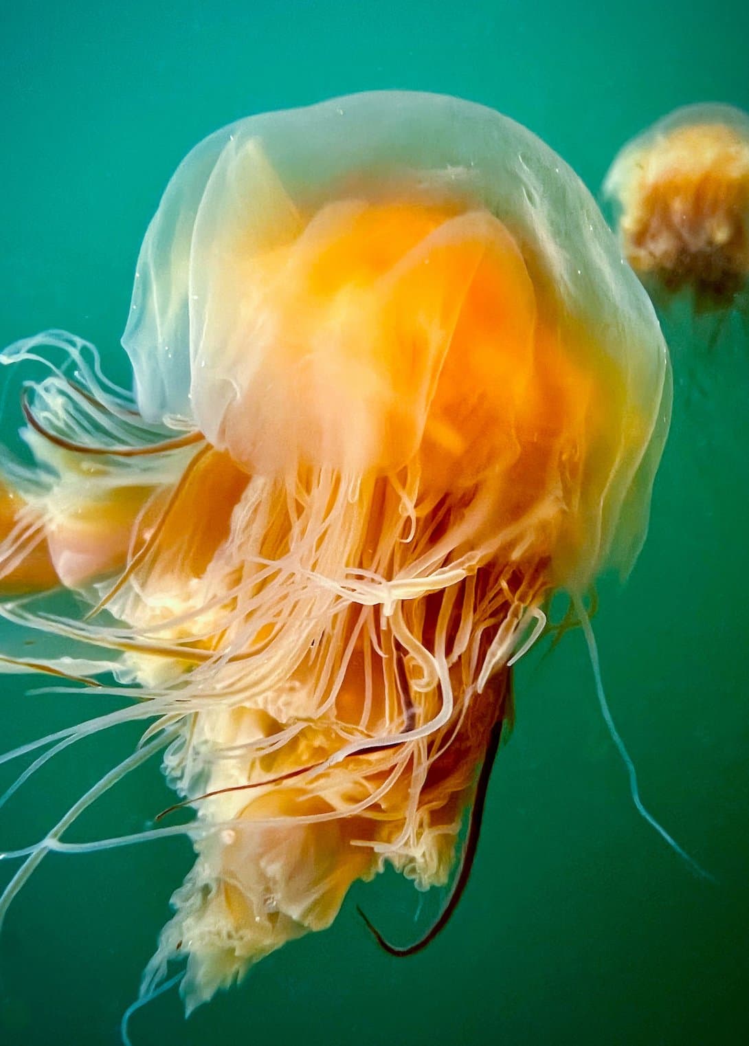 PrideOfLionsManes_PatWebster_5 22.jpg