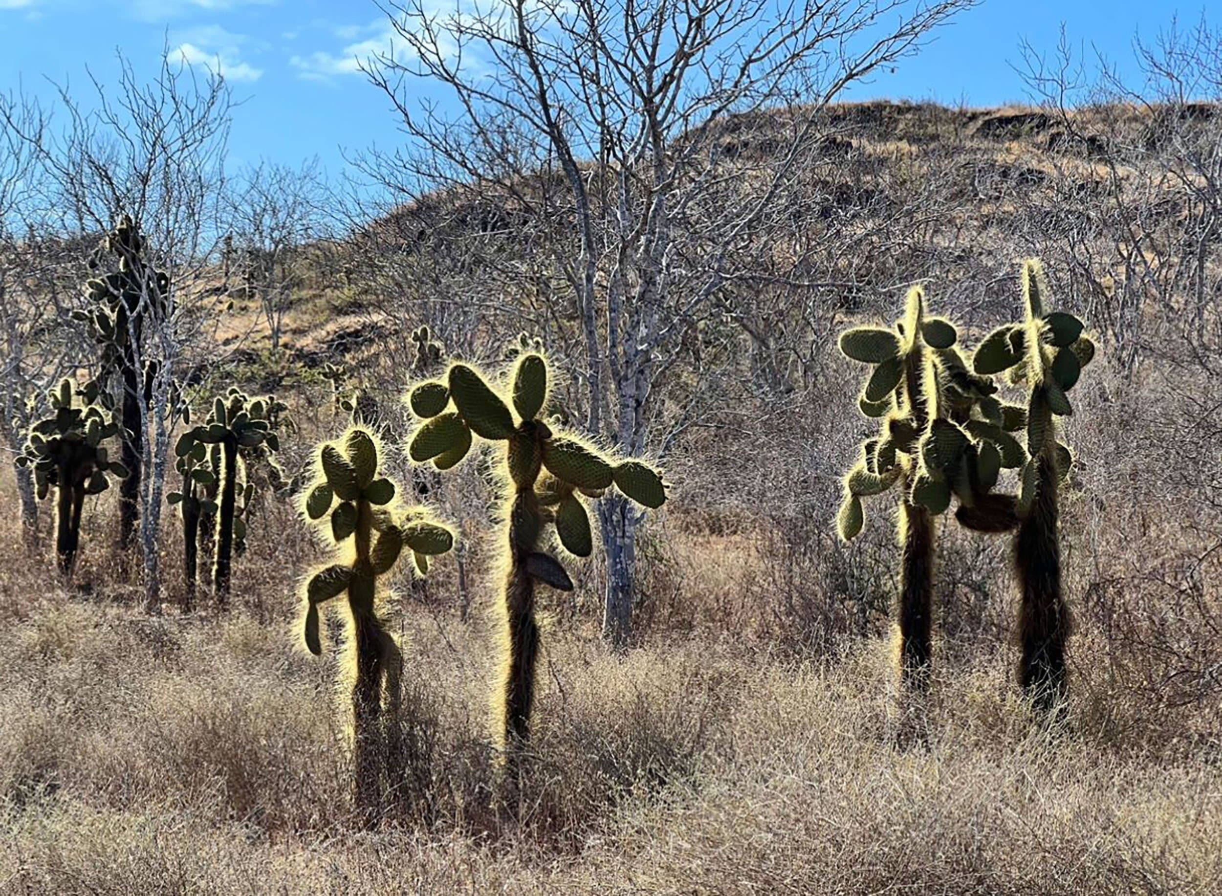 cactus thorns