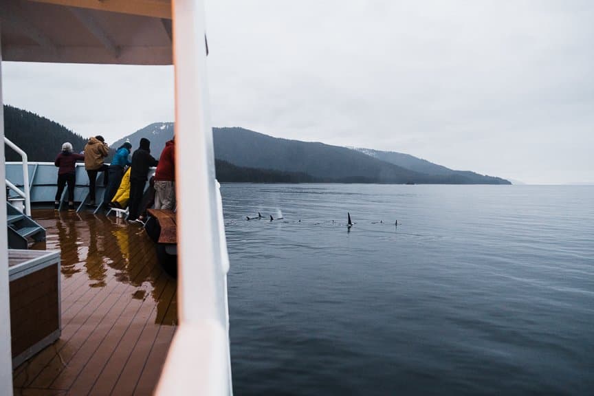 PP Sideview of Orcas.jpg