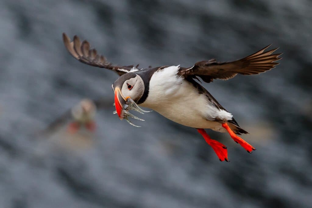 Medium RGB-LEX-Iceland Westfjords RLH18-IS-19473.jpg