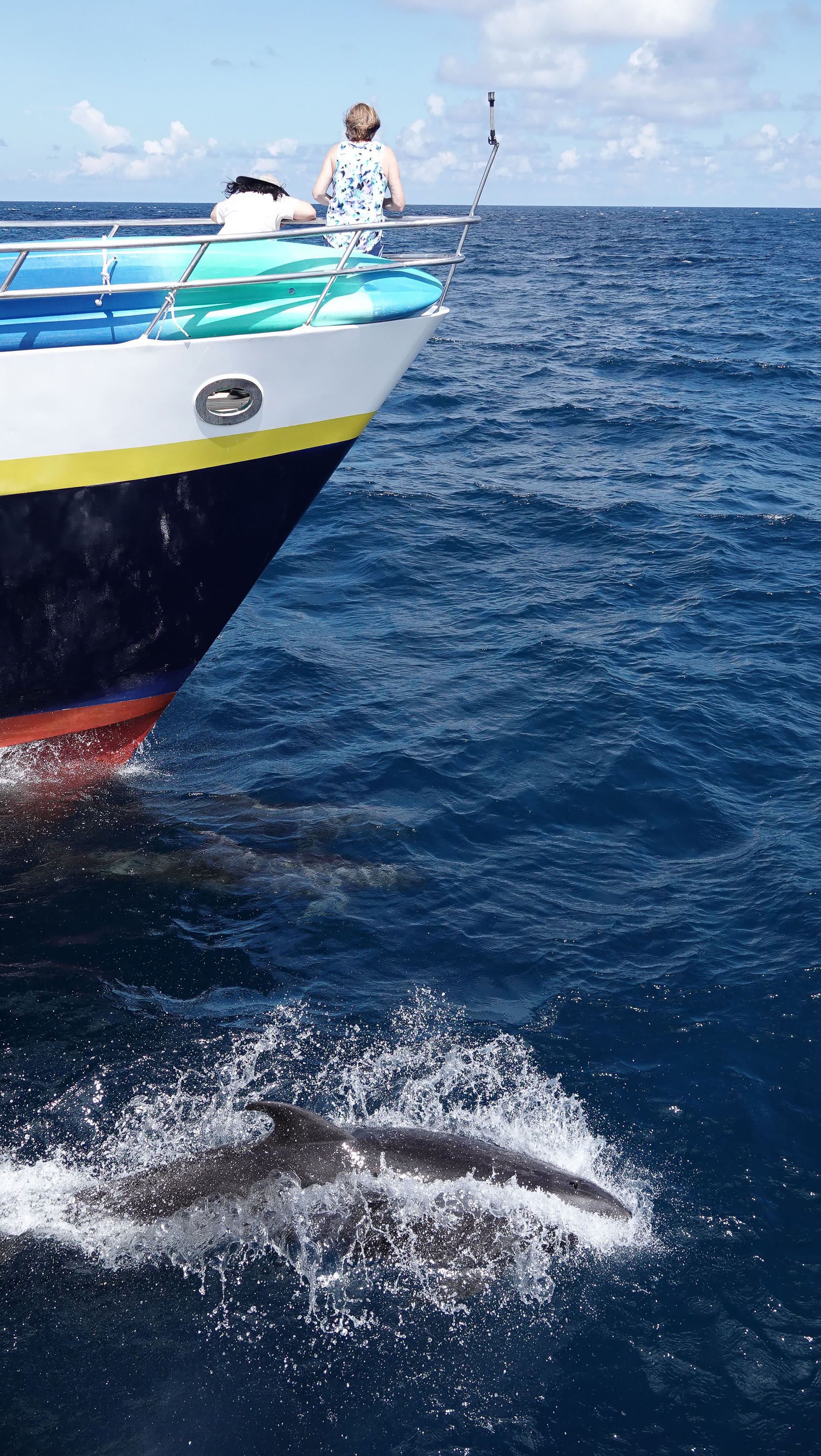 a dolphin leaps out of the water in front of a ship while people stand on the bow and watch