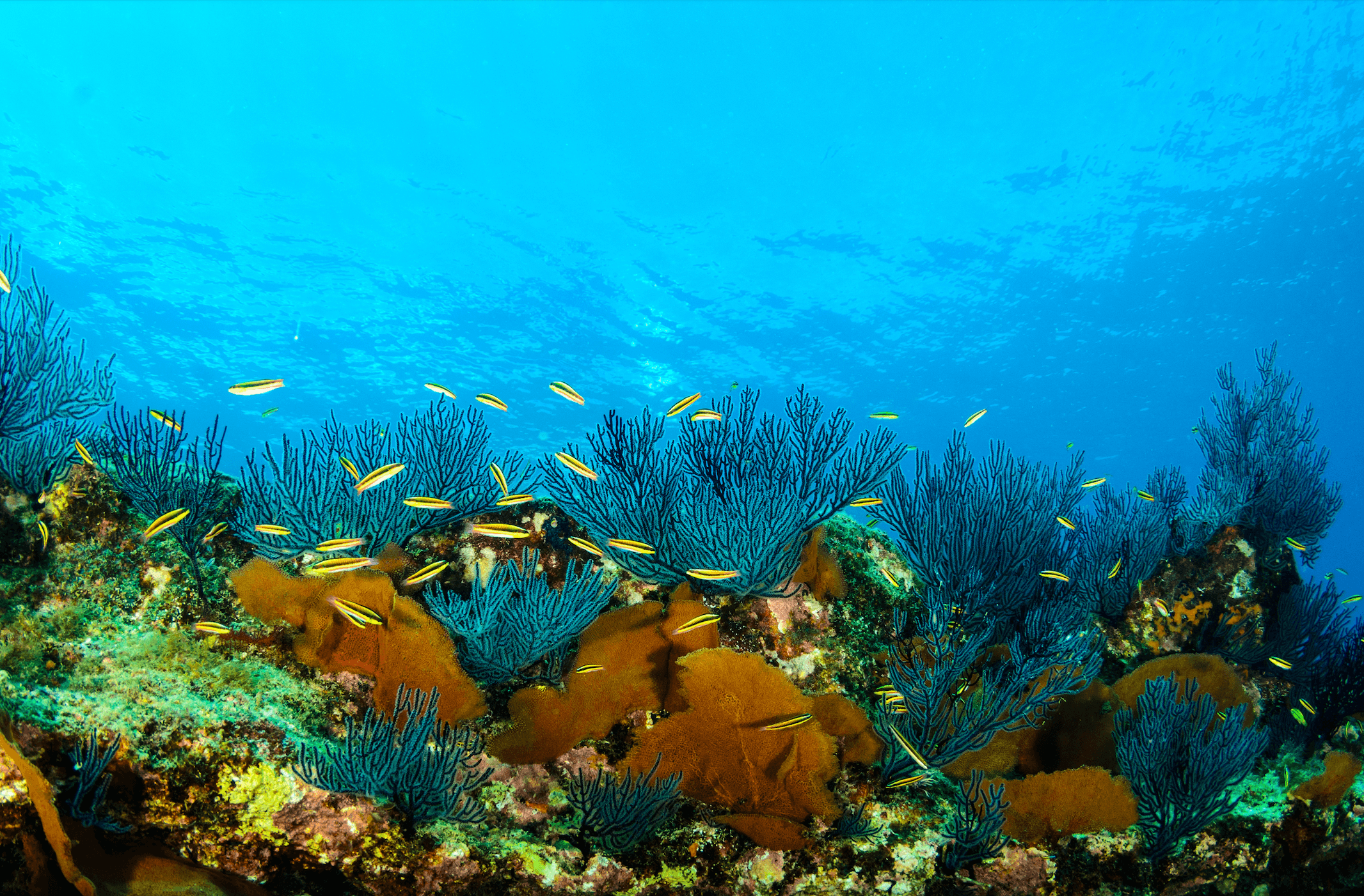 Hero Image Scenic coral reef Cabo Pulmo.jpg