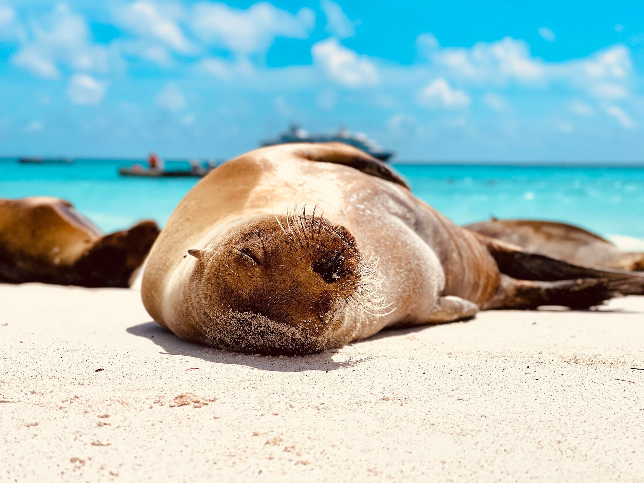 sea lion on the beach