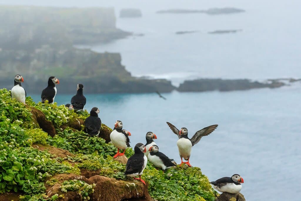 Medium RGB-LEX-Iceland Westfjords RLH18-IS-20257 (1).jpg