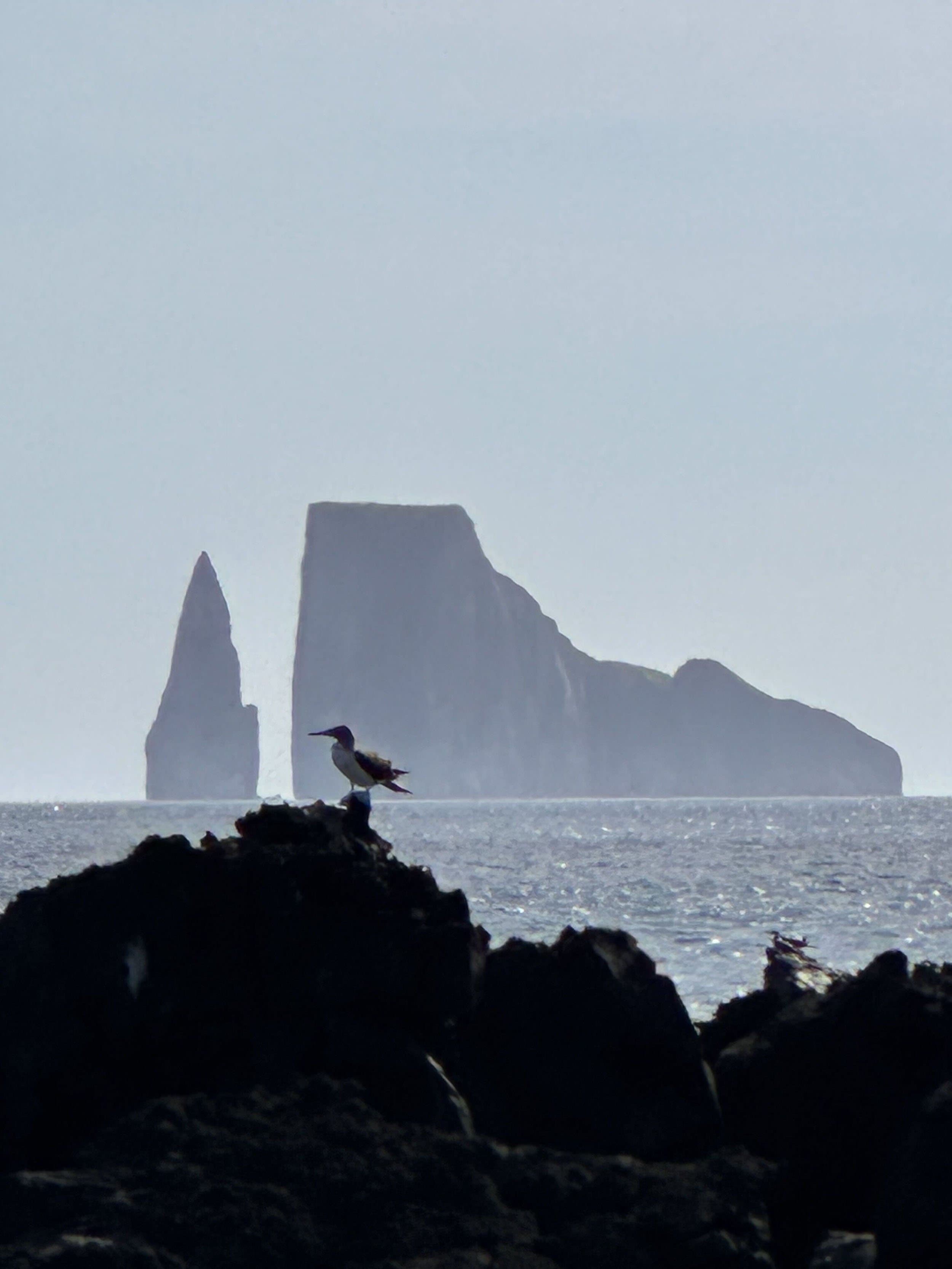 a blue-footed booby in front of Kicker Rock in the Galapagos