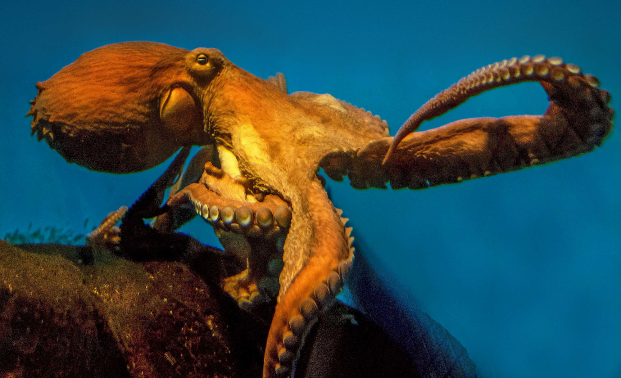 biggest reversible octopus