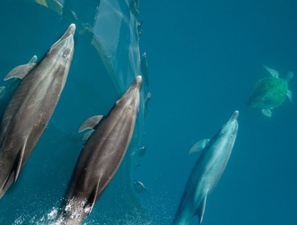 Islands of the Sea of Cortez | 1-15-2016 | National Geographic Sea Bird ...