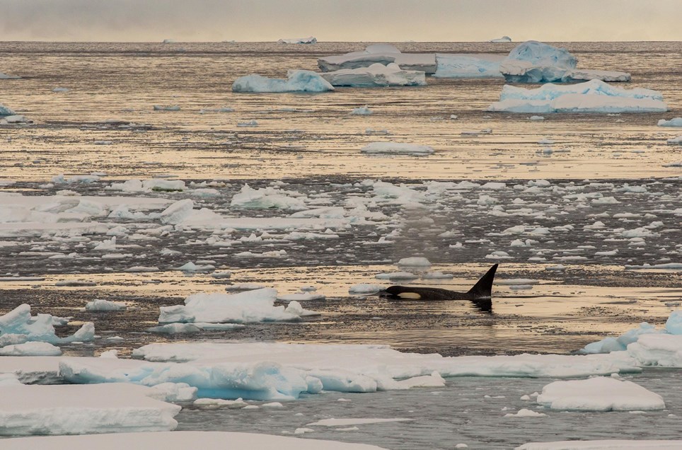 Wilhelmina Bay Antarctica Lindblad Expeditions - 