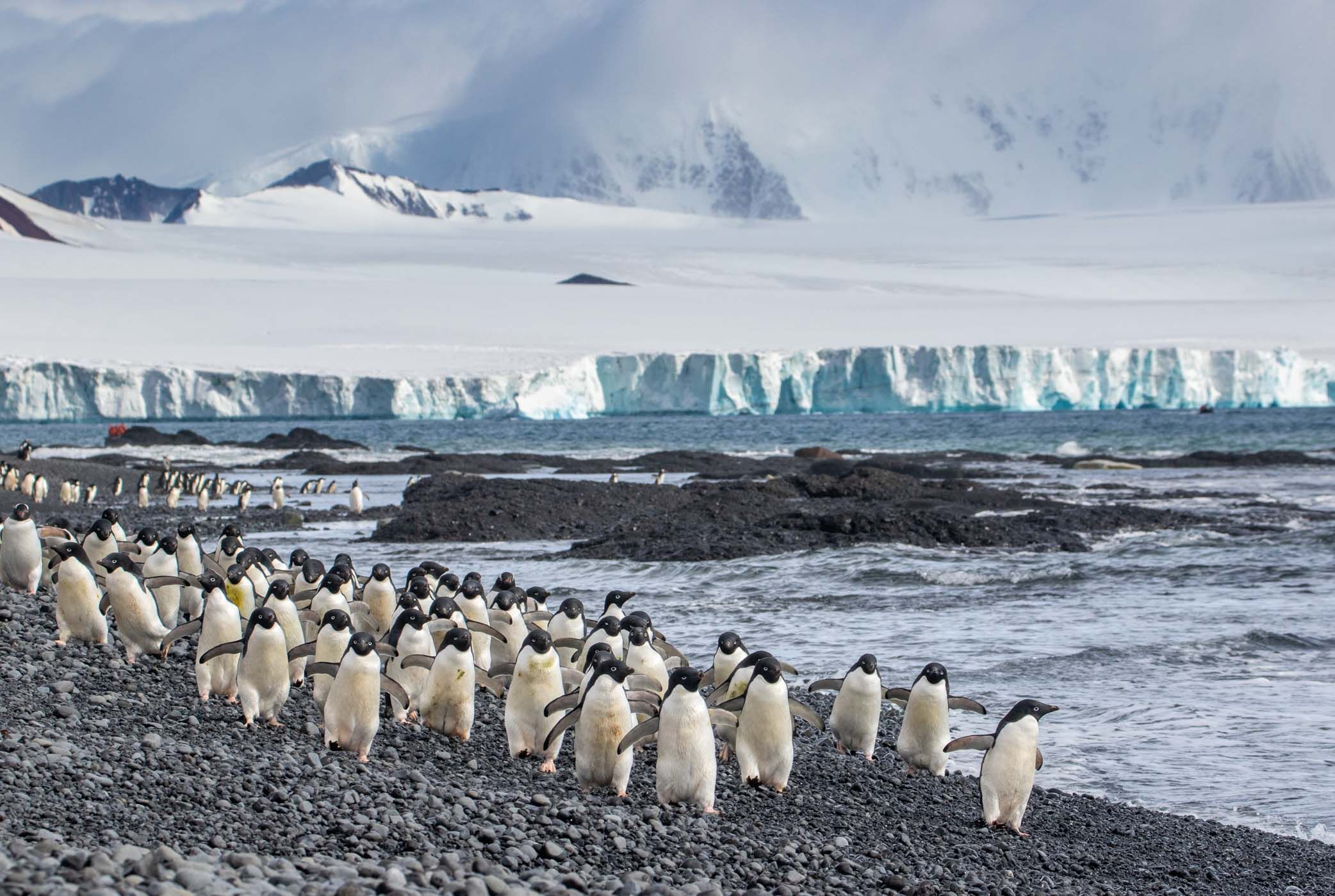 Brown Bluff & Antarctic Sound | 11-24-2022 | National Geographic ...