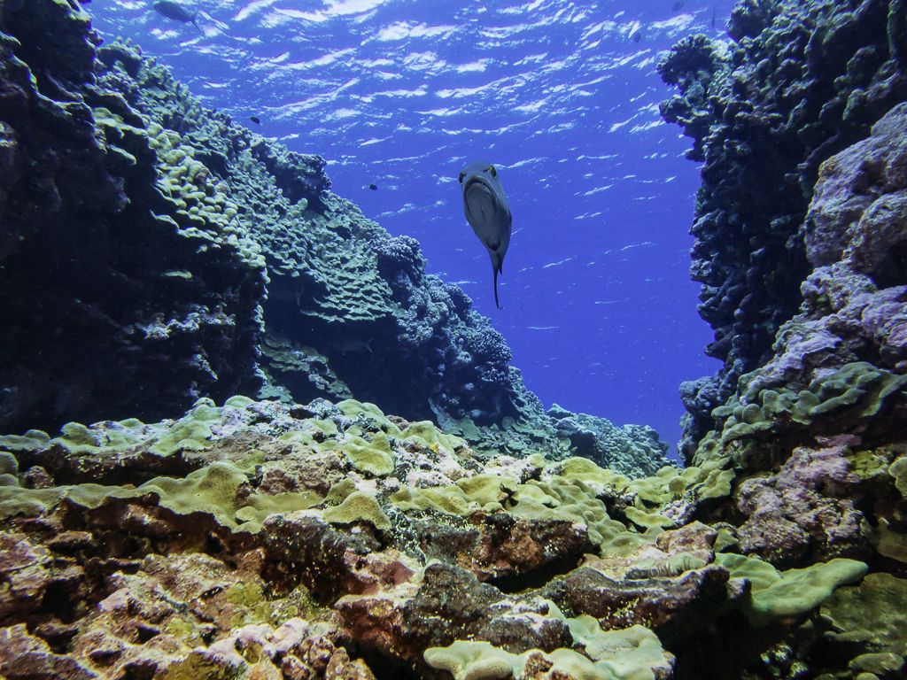 Millennium Reef, Kiribati | 4-22-2018 | National Geographic Orion ...