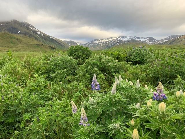 Attu Aleutian Islands Lindblad Expeditions