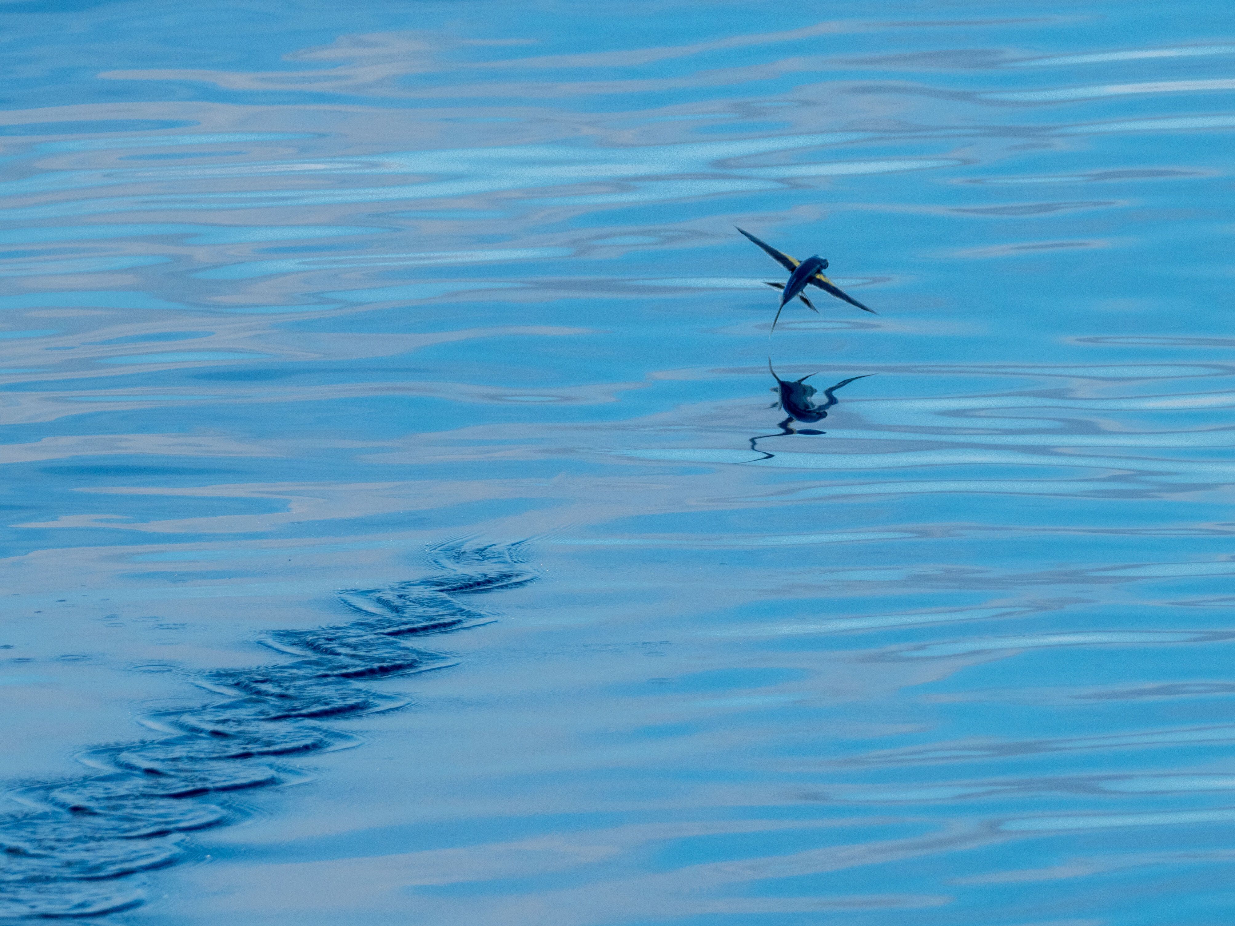 The Banda Sea 12 4 2022 National Geographic Orion Lindblad   Or120422 