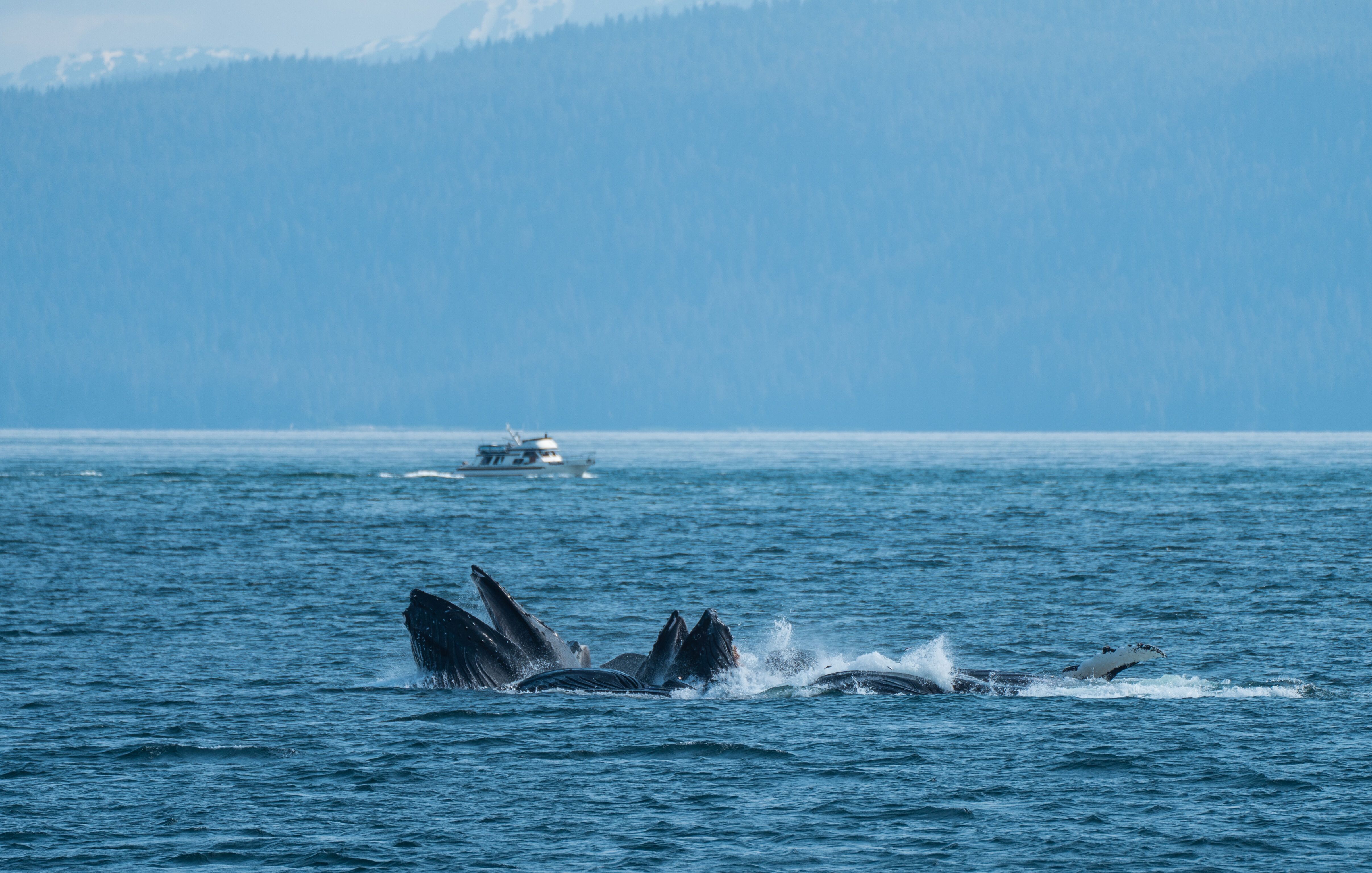 Kelp Bay | 6-29-2022 | National Geographic Sea Bird | Lindblad Expeditions