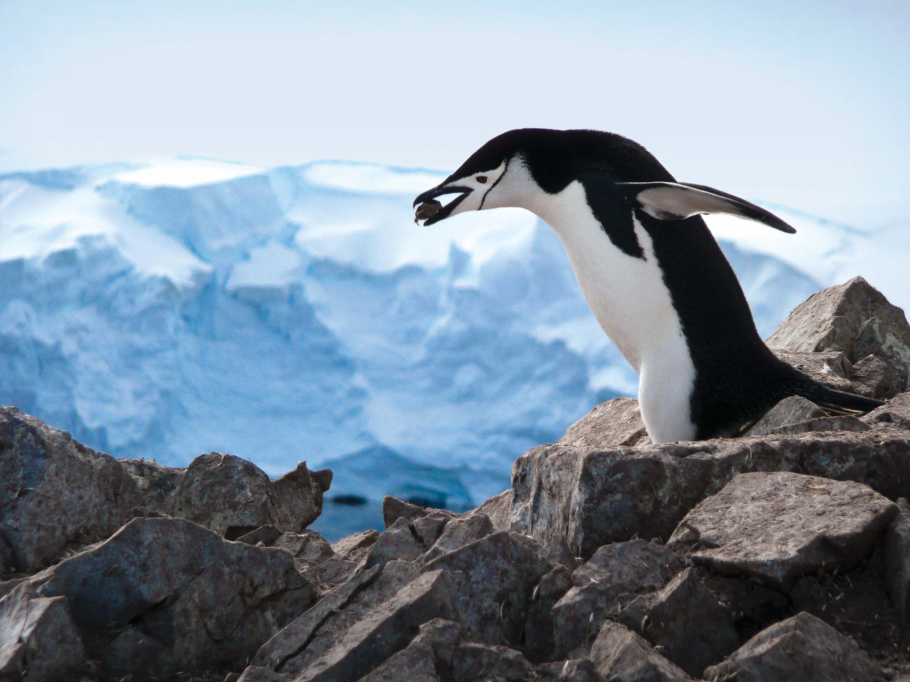 Penguins You Ll Spot In Antarctica Lindblad Expeditions