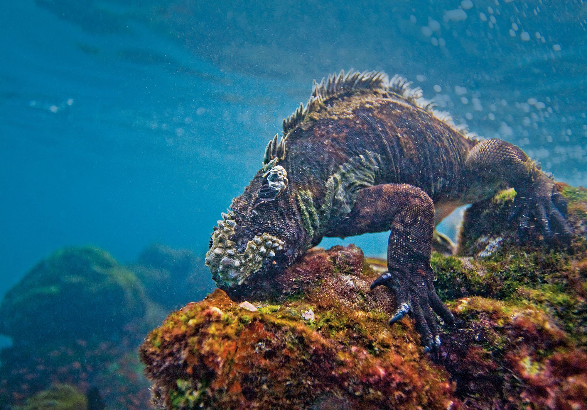 Swimming with Marine Iguanas | Lindblad Expeditions