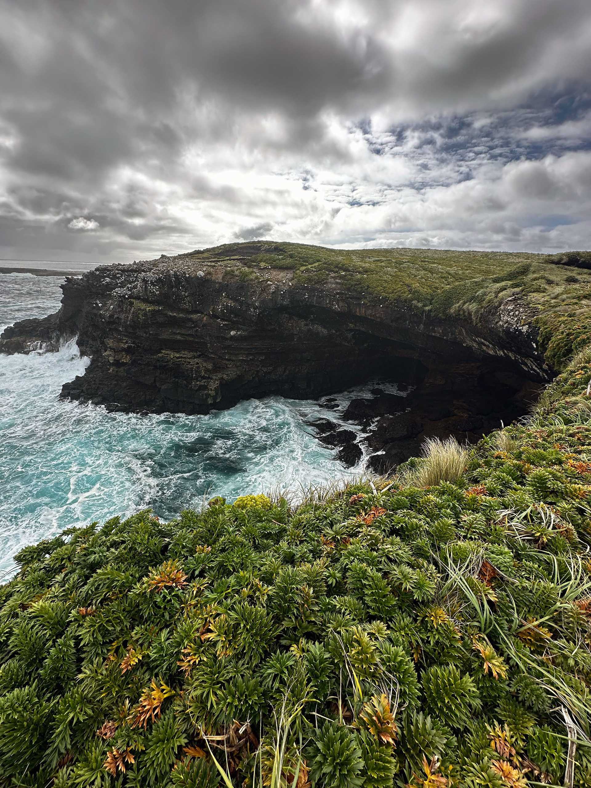 a grassy hill in New Zealand