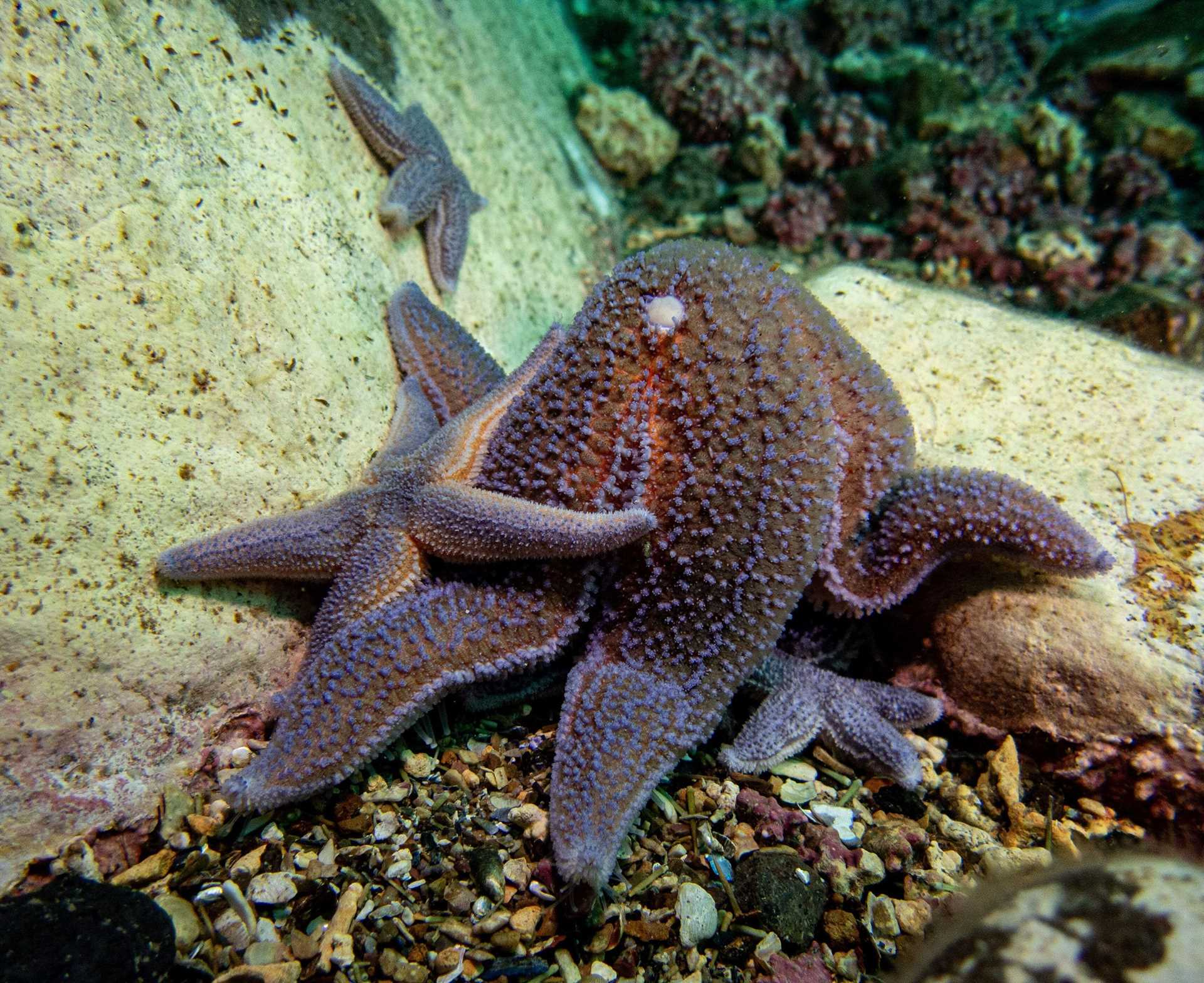 purple sea stars