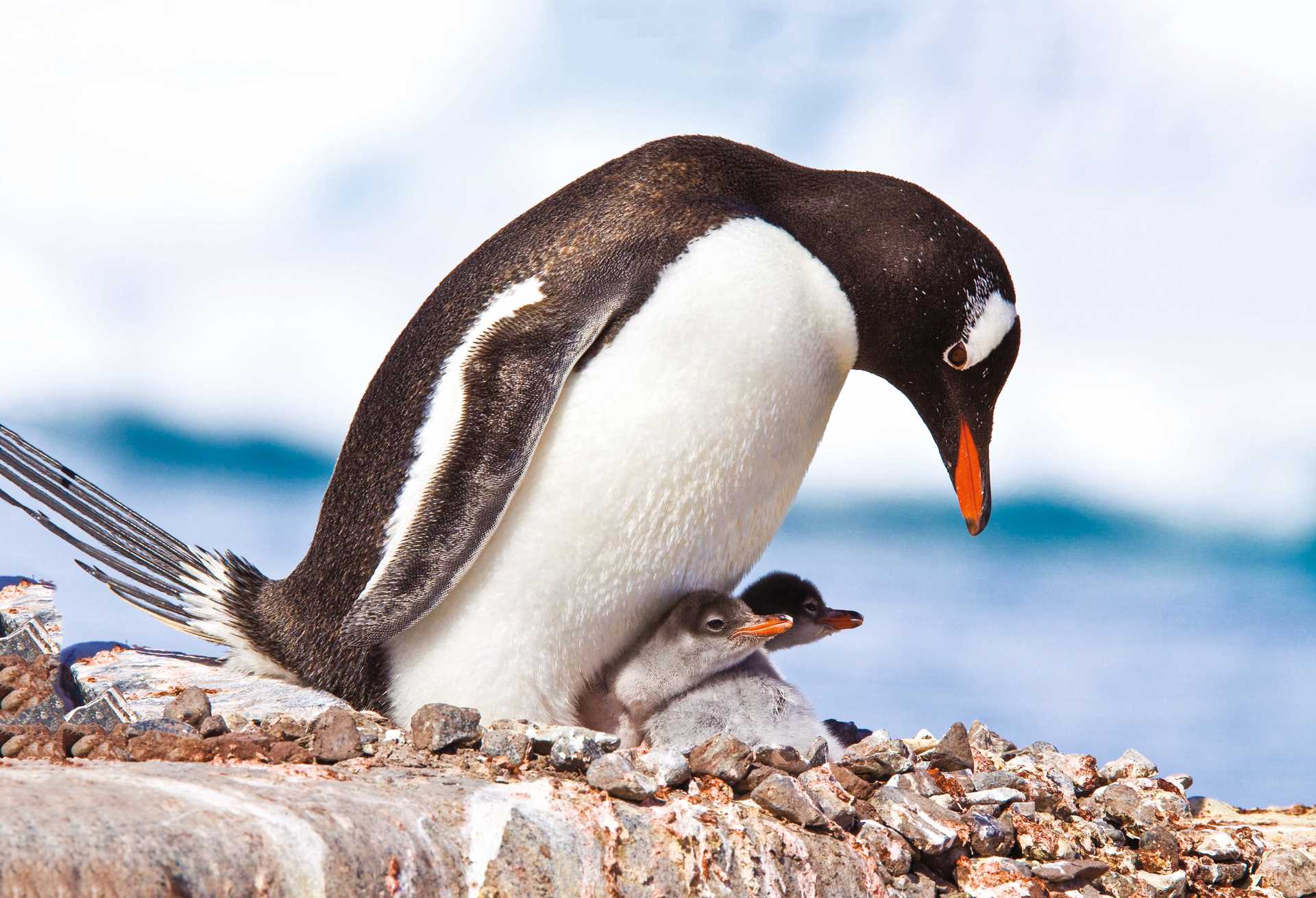 A mother gentoo penguin shelters her pair of newborn chicks.