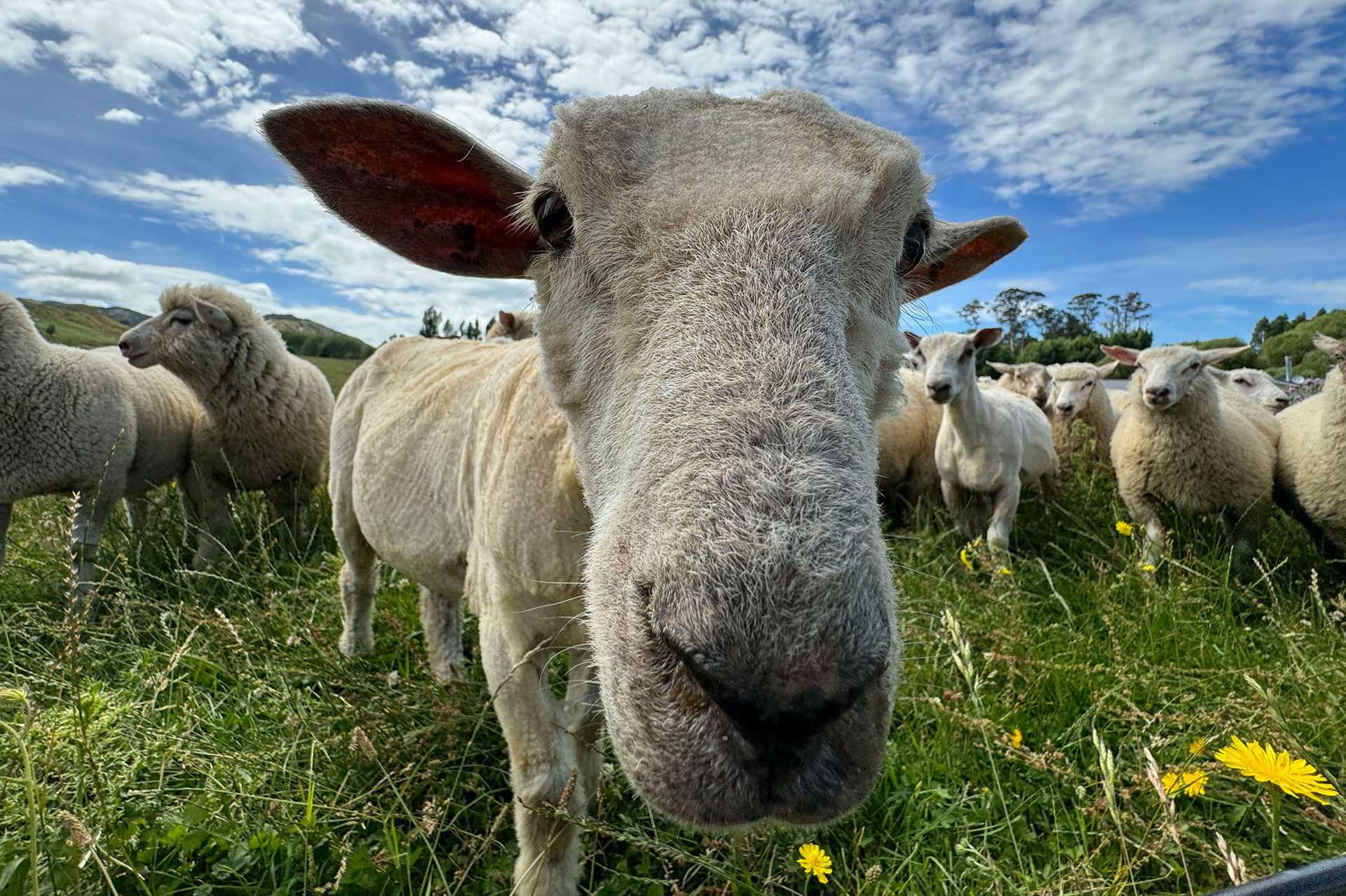 a sheep stares into the camera