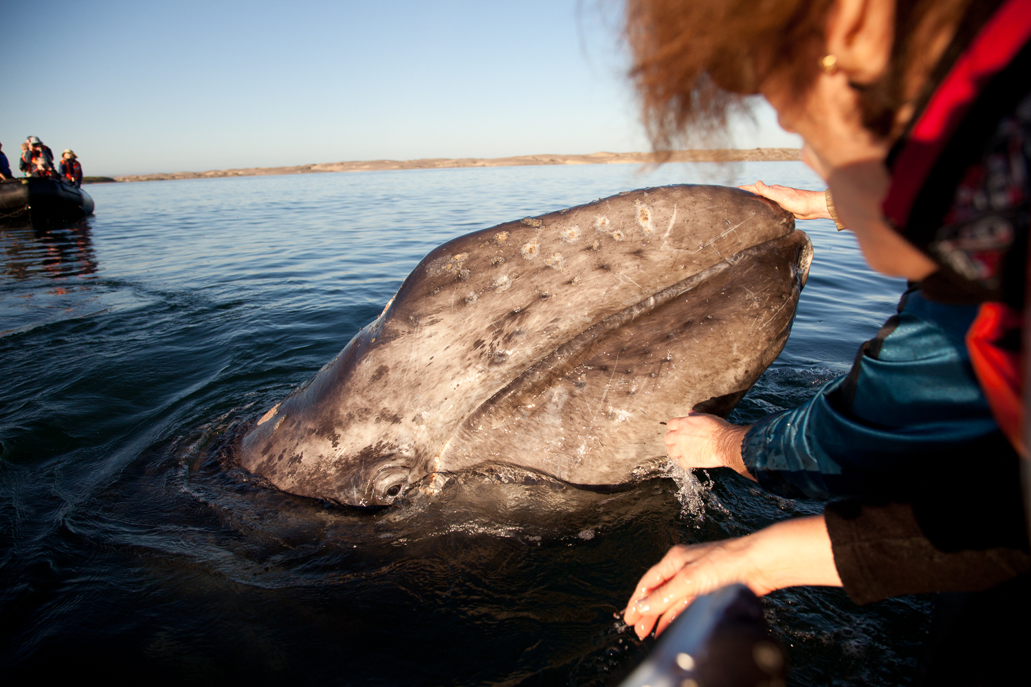 The sad, smelly story behind a beloved gray whale skeleton in Long