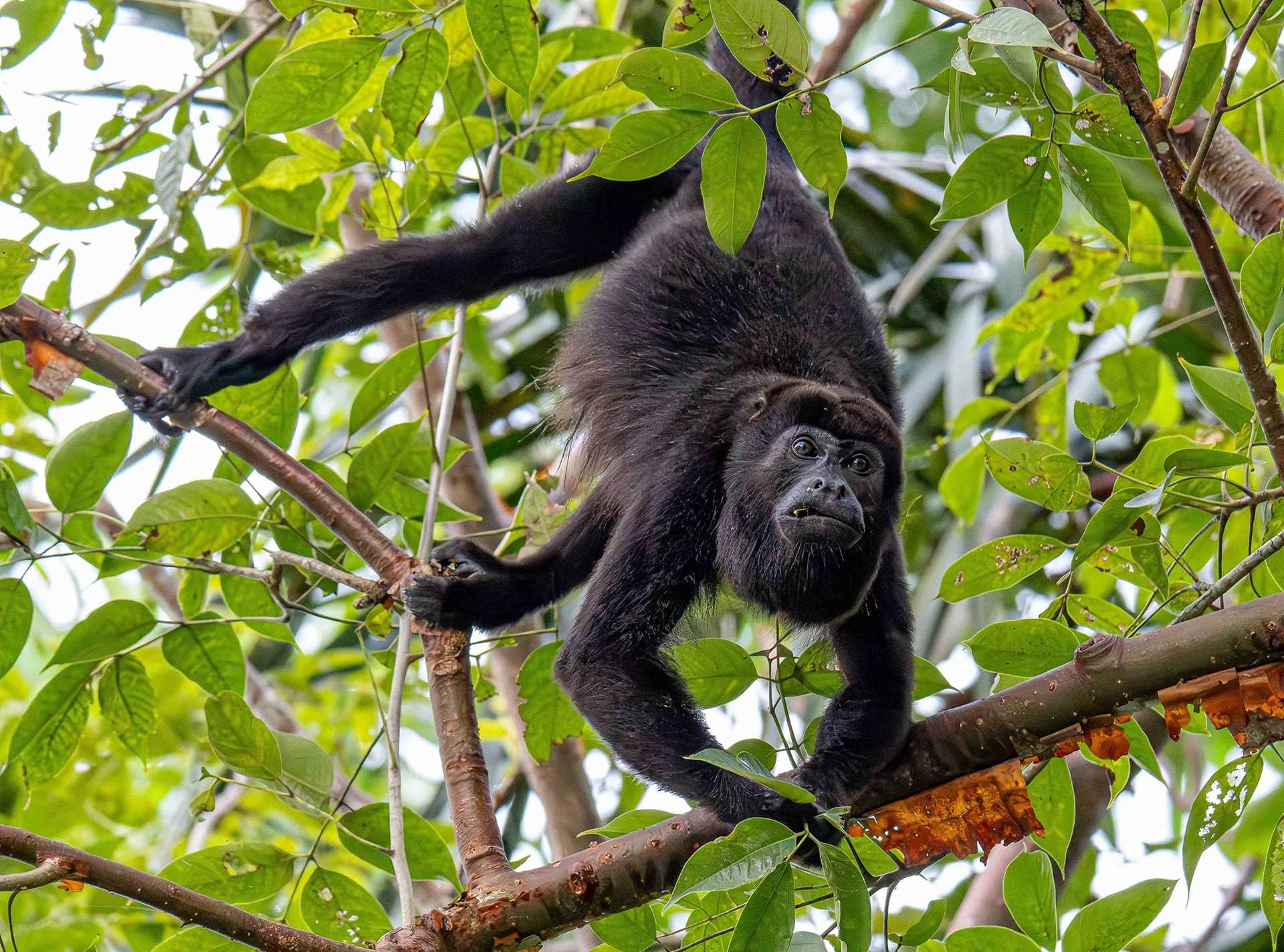 howler monkey in a tree