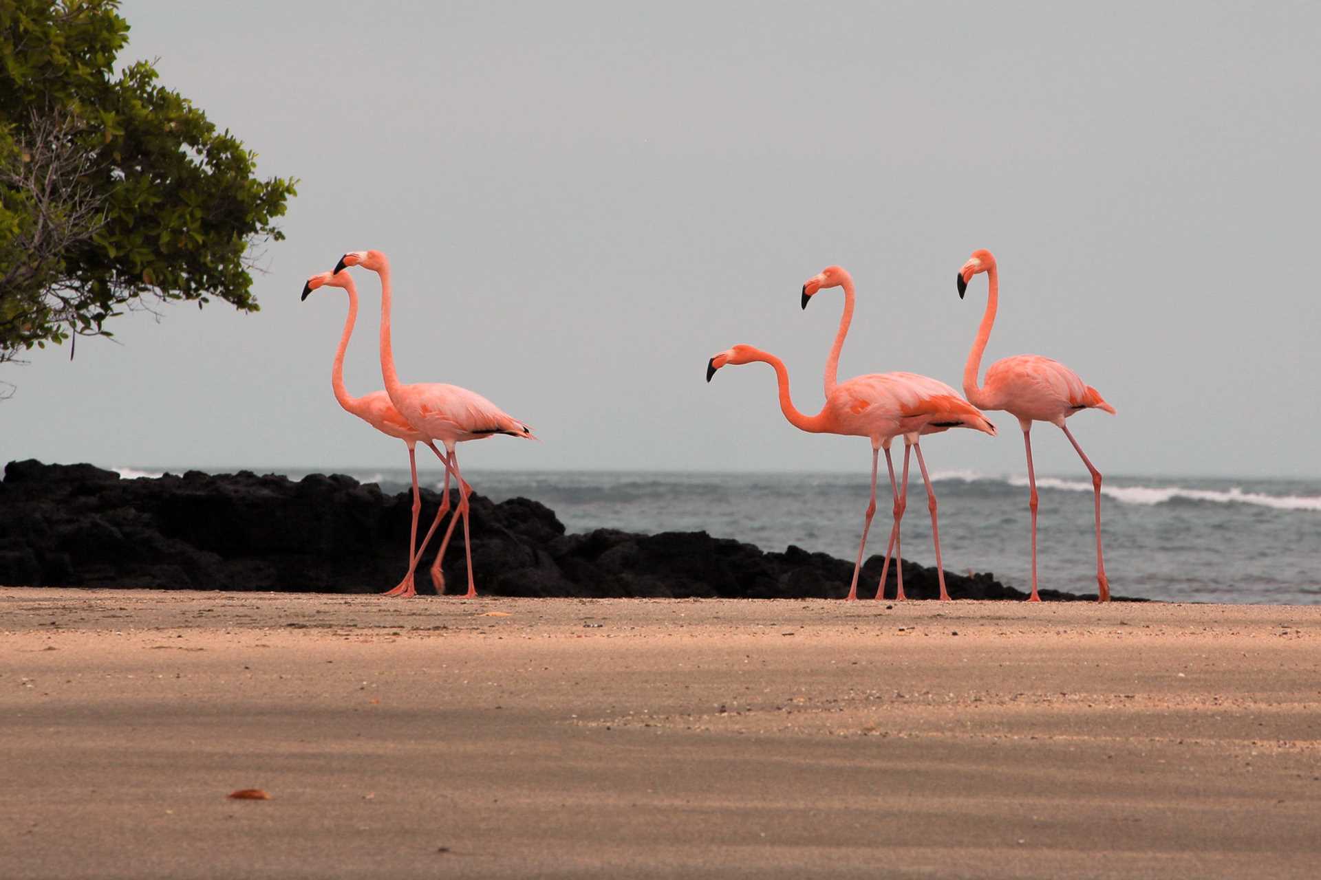 five flamingos