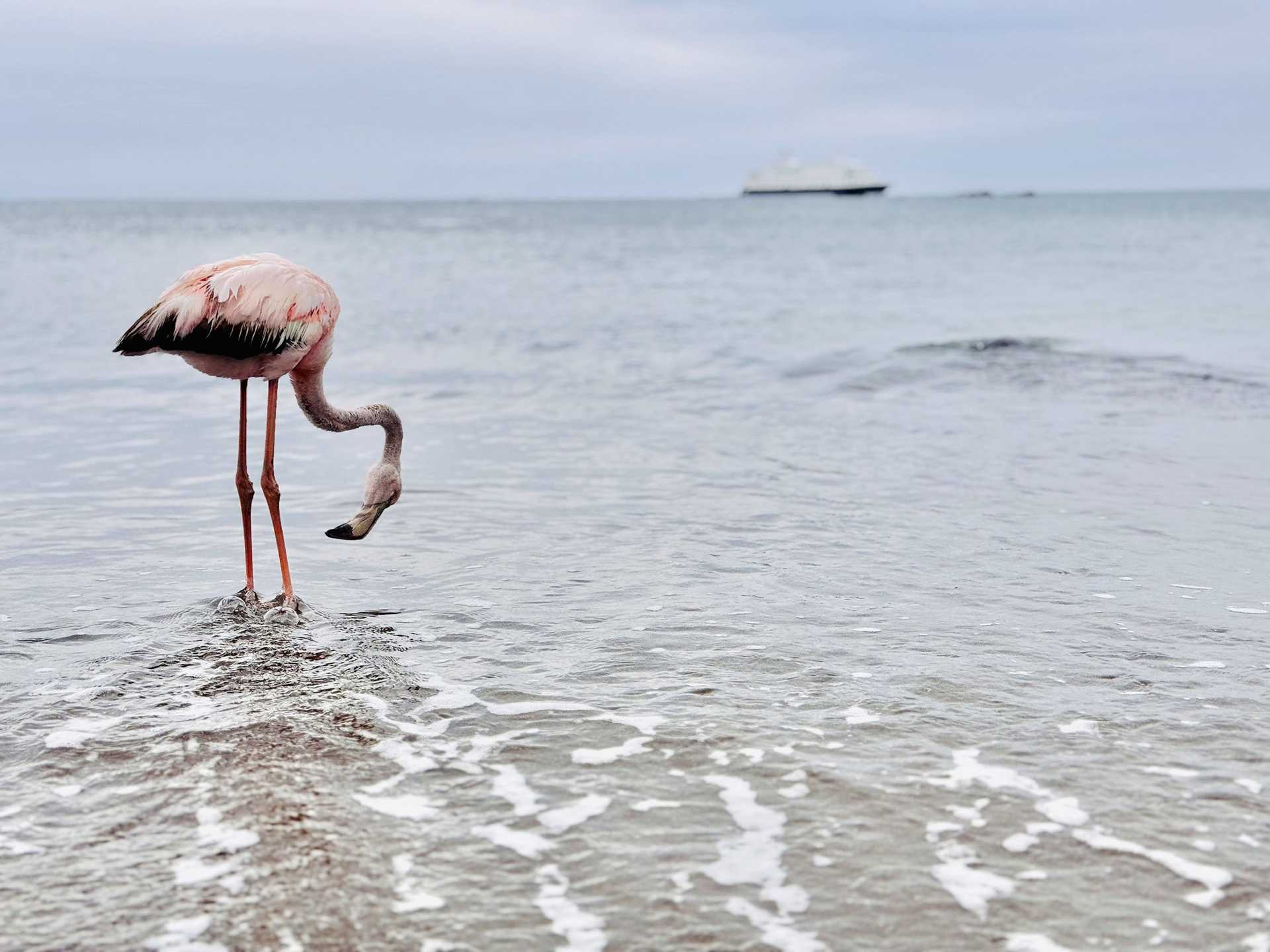 flamingo in shallow water