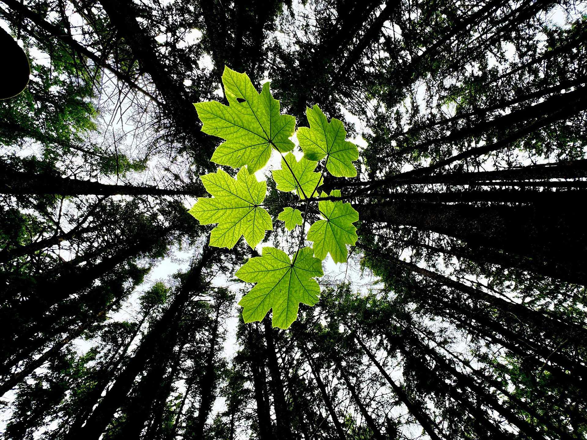 green leaves surrounded by tree branches