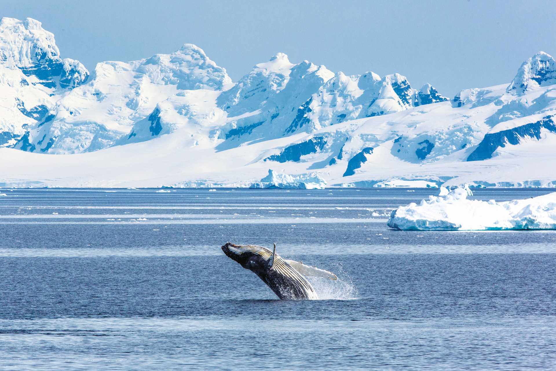 A humpback whale breaches in the Gerlache Strait.