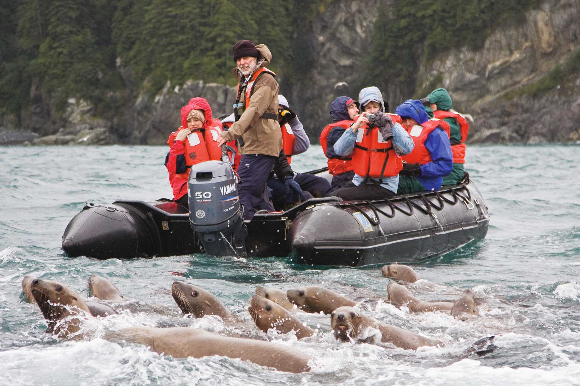 A colony of Steller sea lions swim near guests on Zodiac in the North Inian Pass.