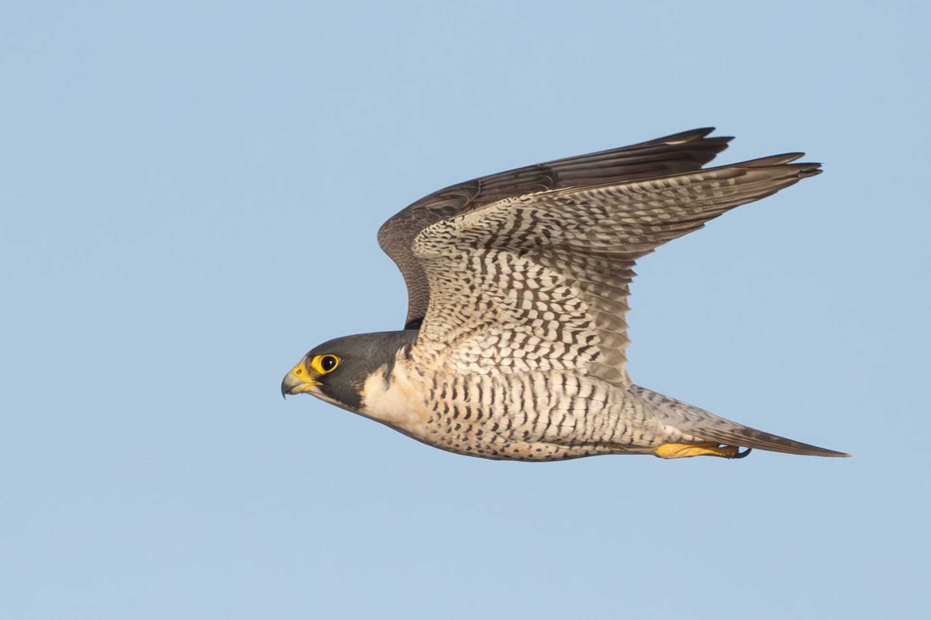 peregrine falcon in flight