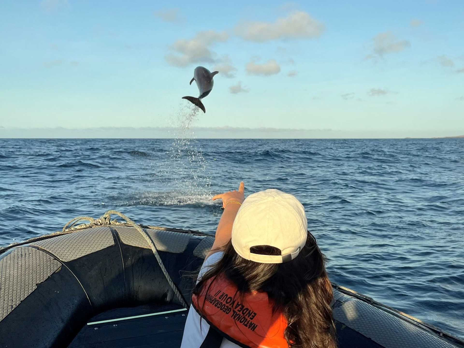 a bottlenose dolphin leaps out of the water